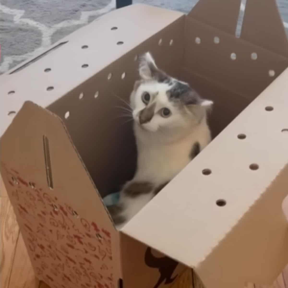 the shy cat in the box is hiding