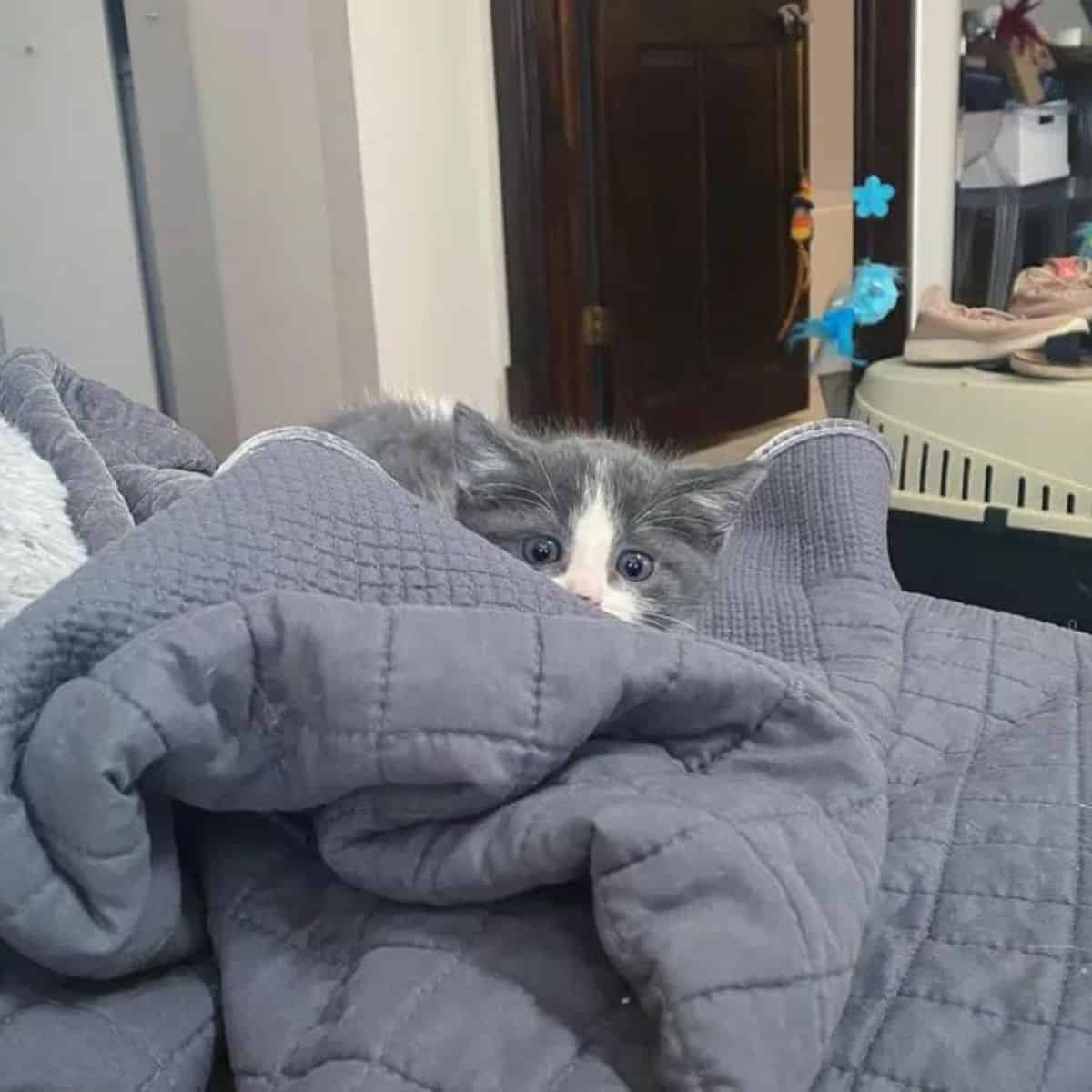 the small kitten on a gray bed cover