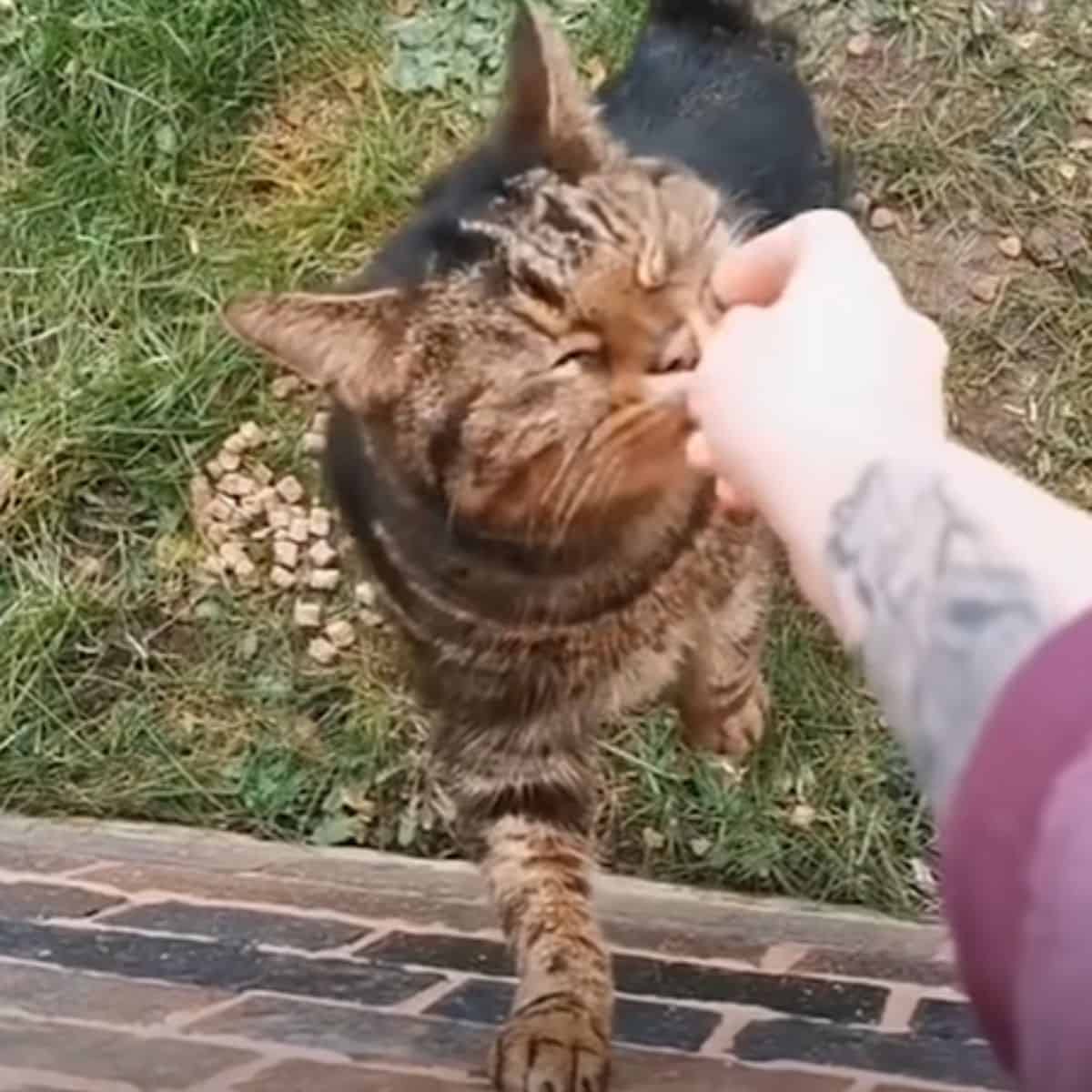 the woman feeds the cat