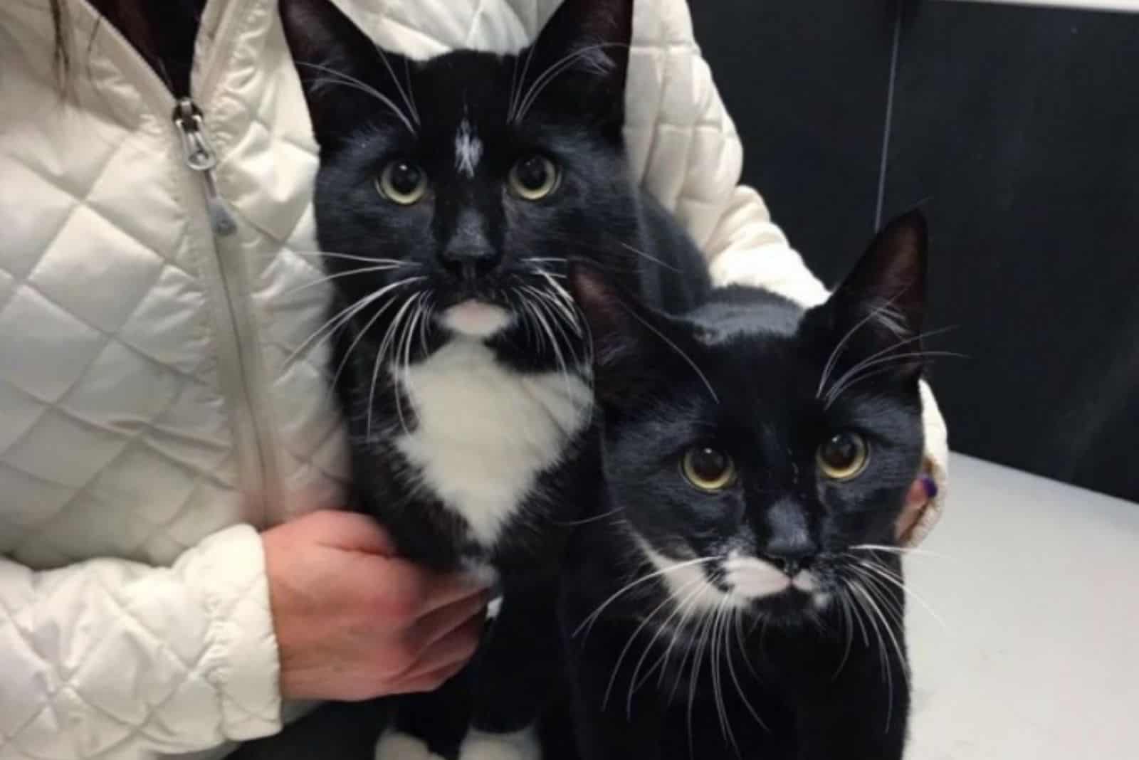 the woman hugged the wild kittens