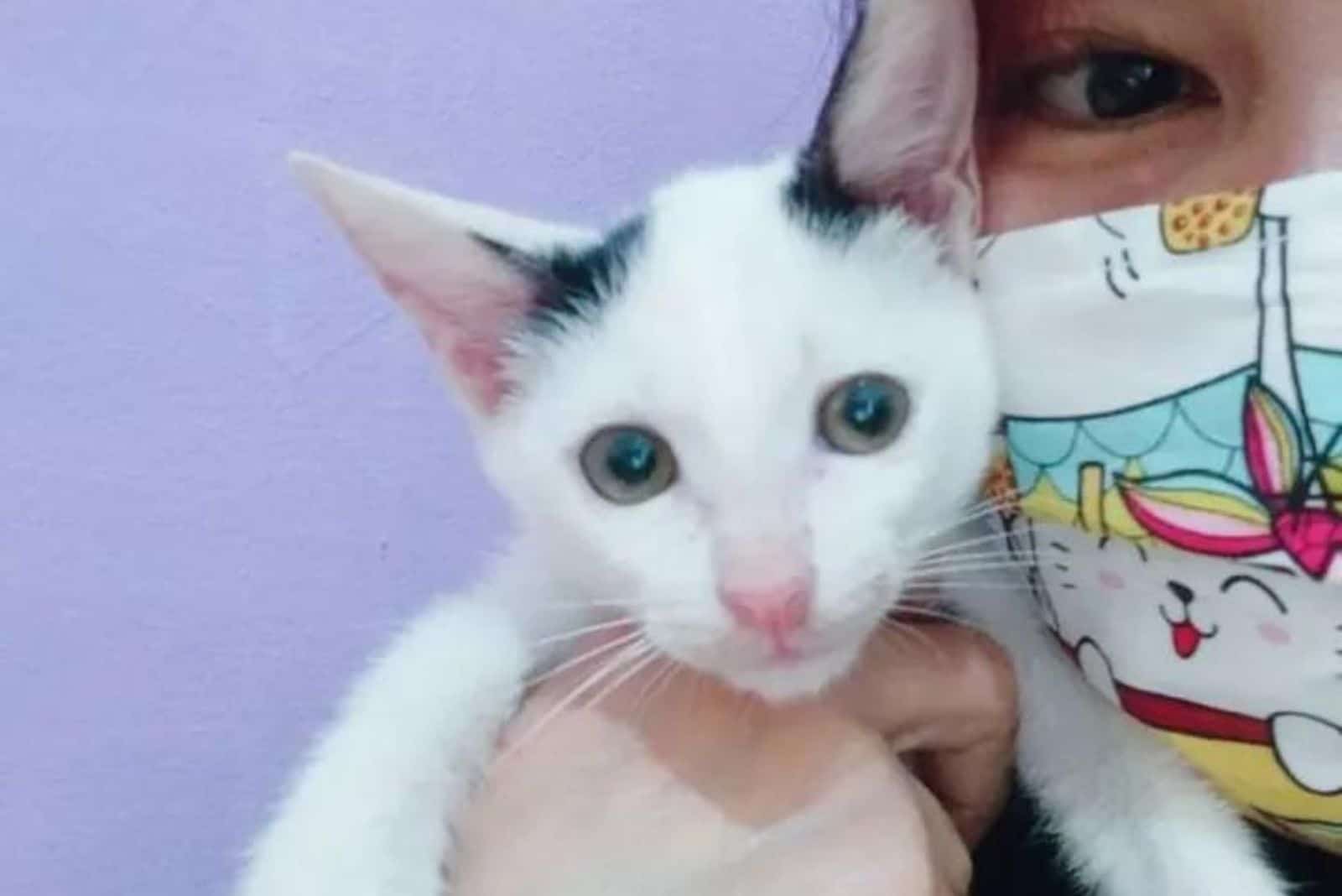 the woman is holding an orphaned kitten in her hands