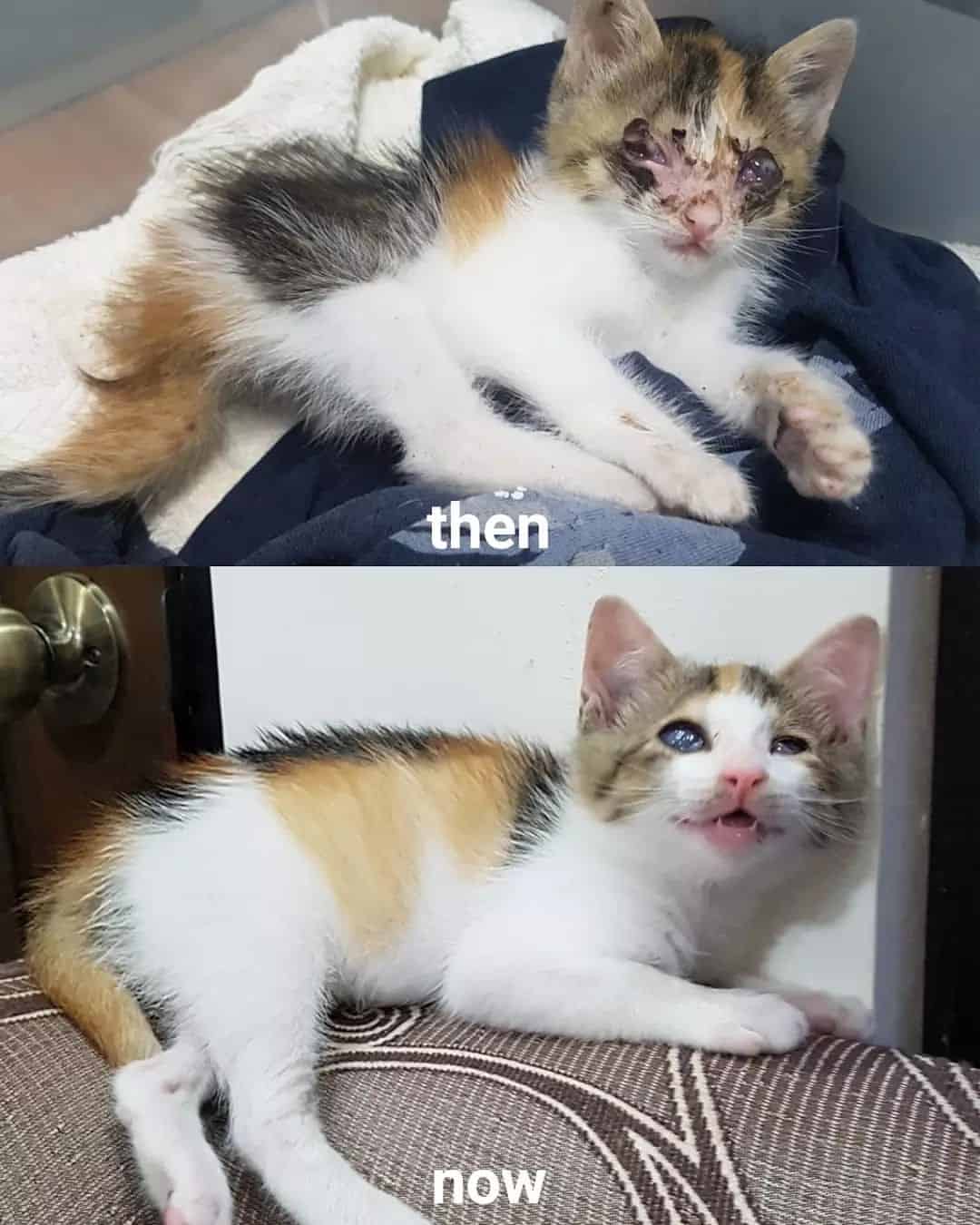 then and now photo of a blind calico cat