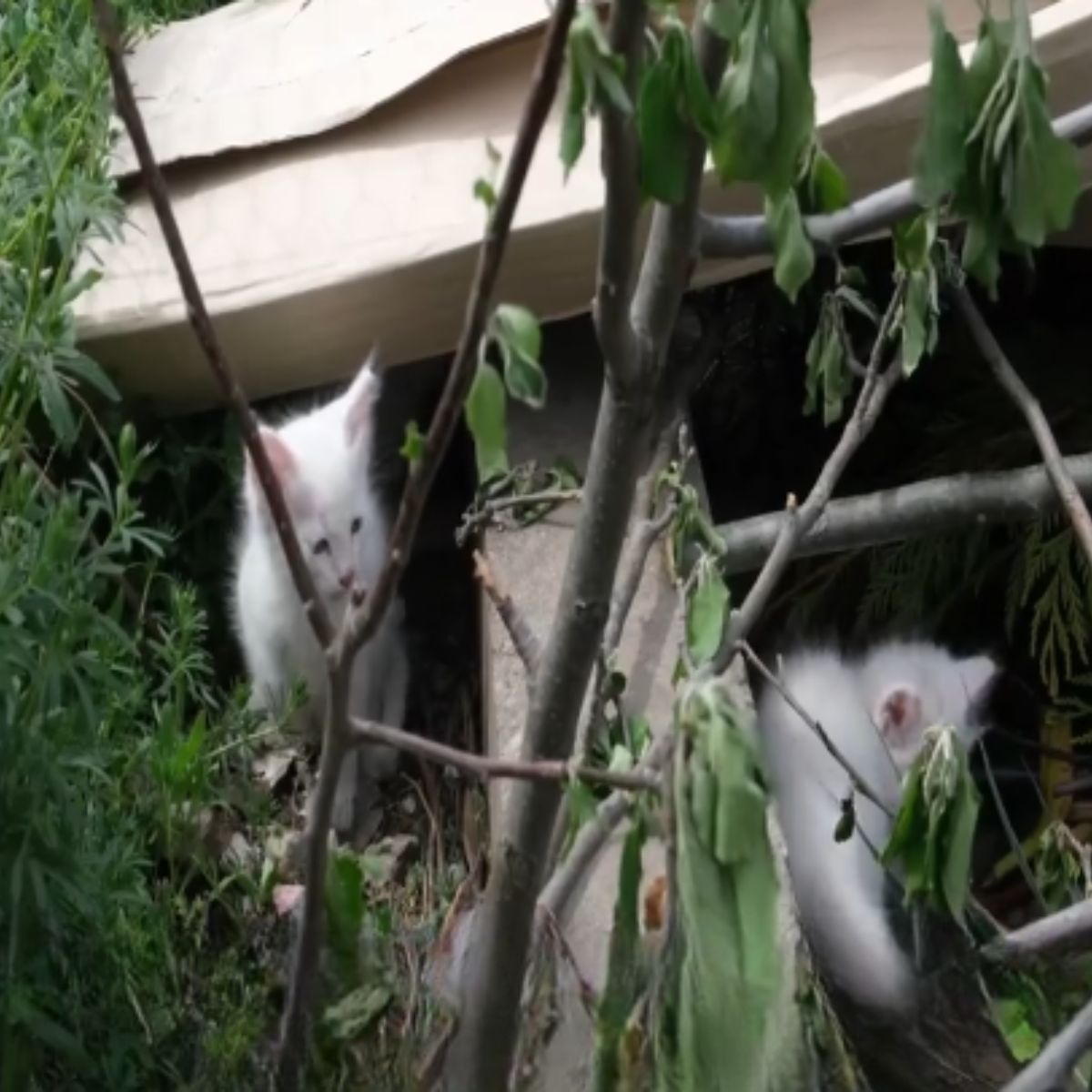 three abandoned cats