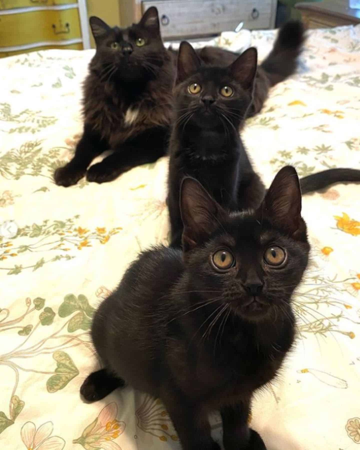 three black cats on bed