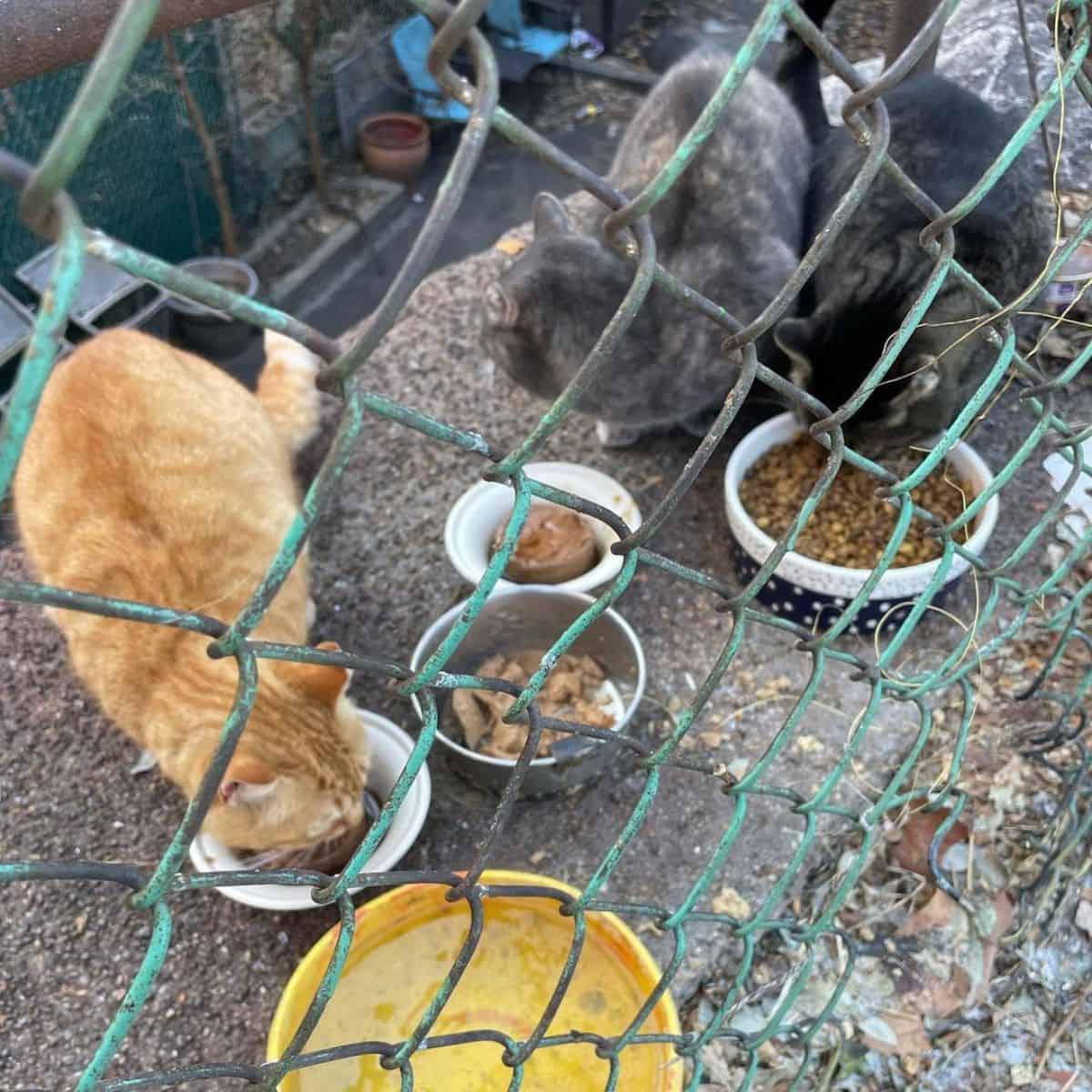 three cats eating food