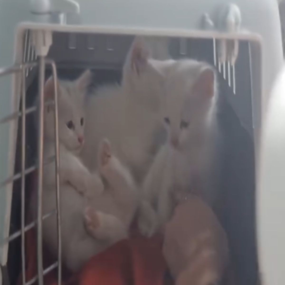 three kittens in a box