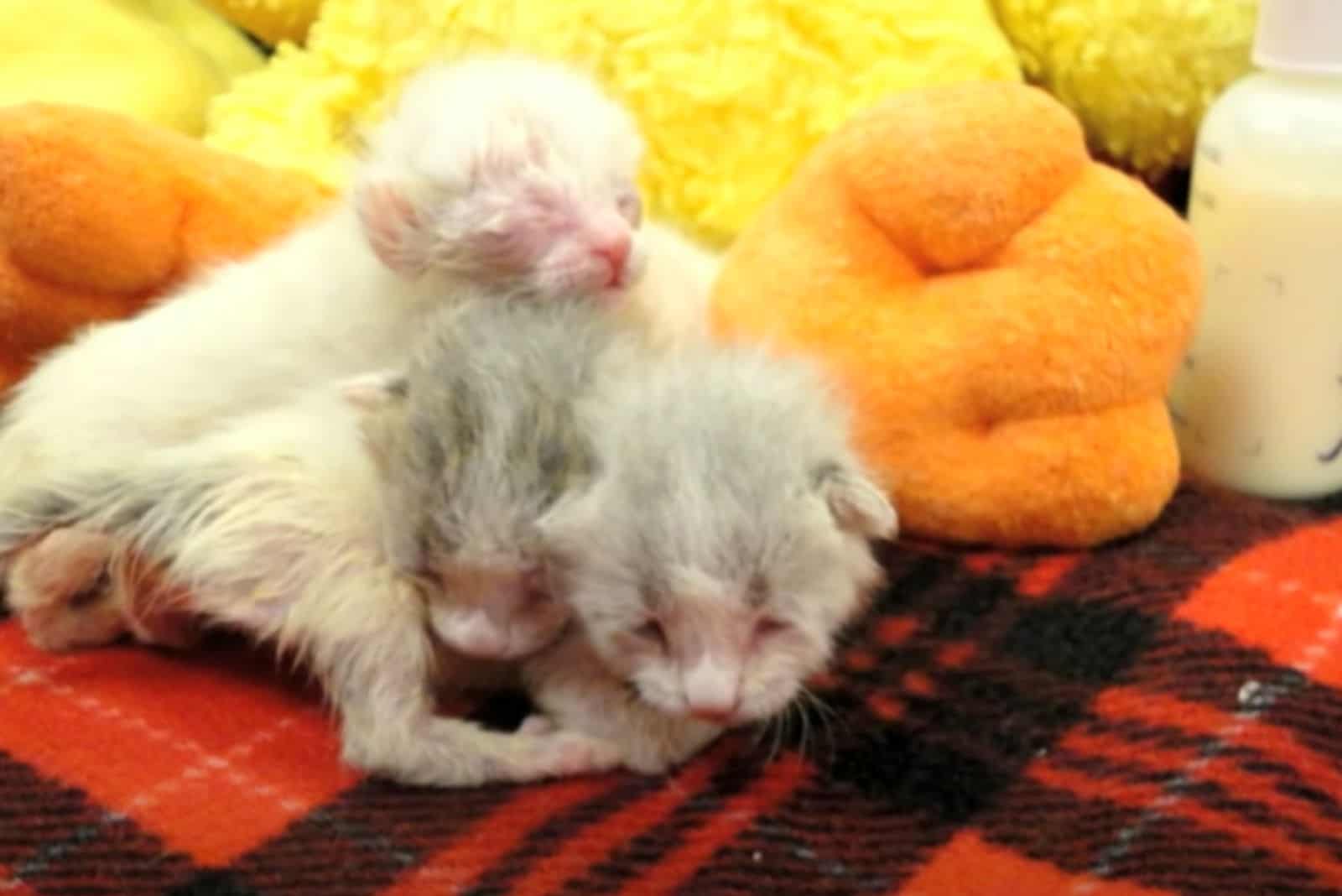 three kittens playing together