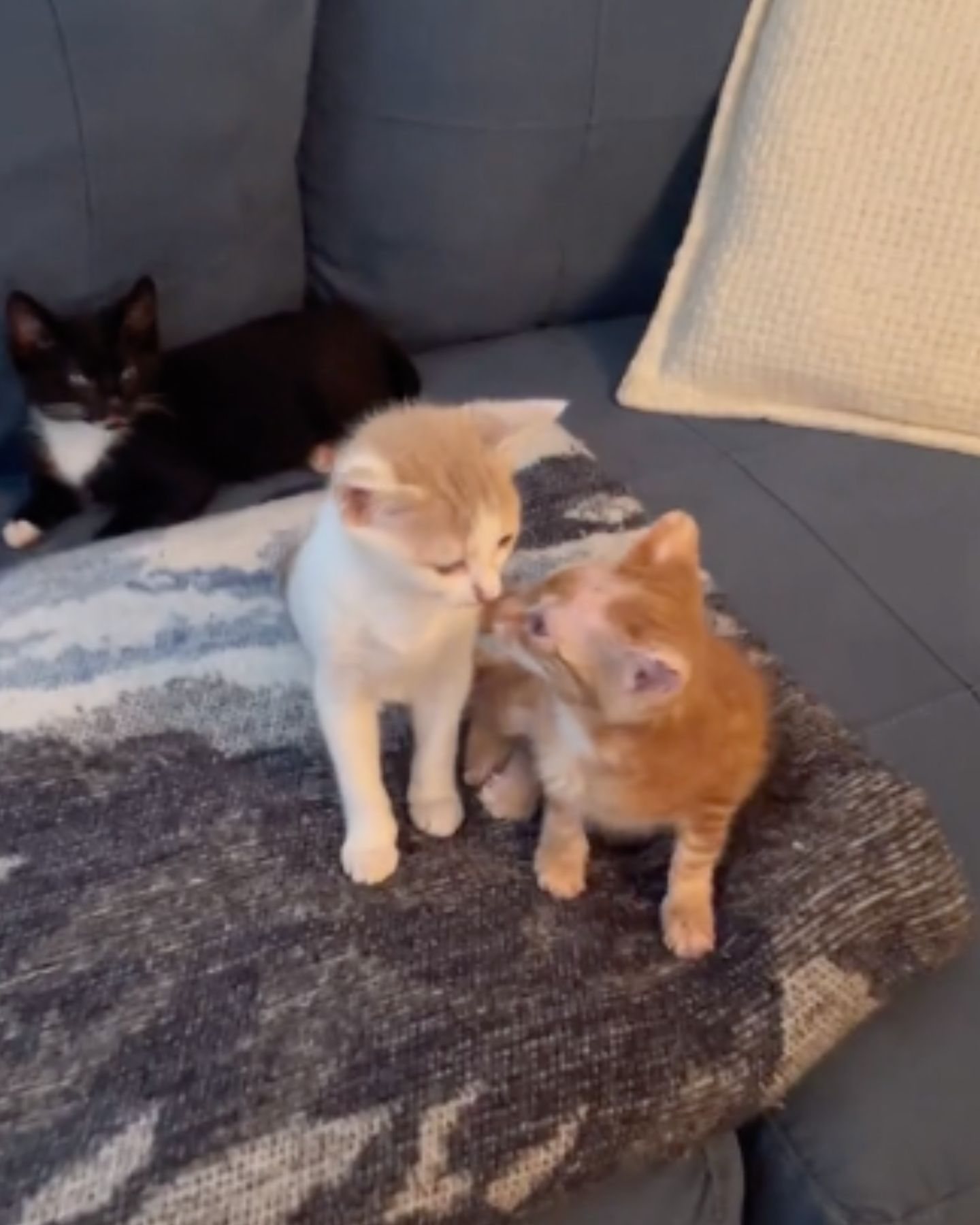 three kittens