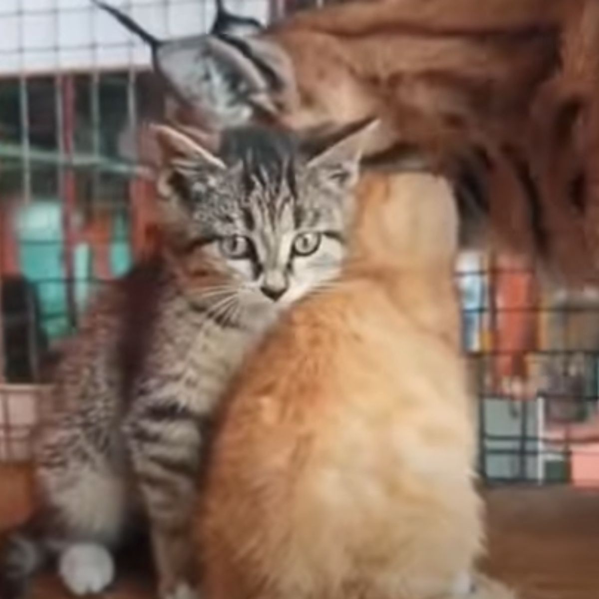 tiger with kittens in a zoo