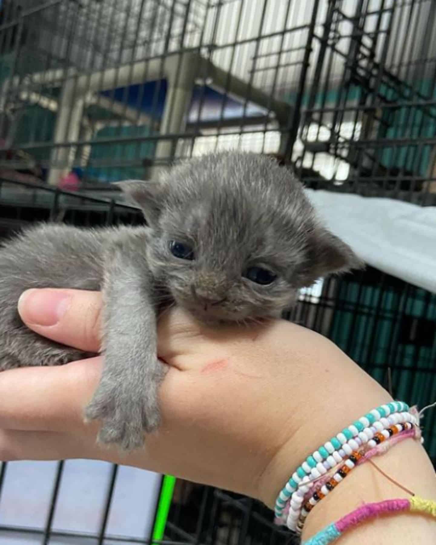 tiny grey kitten