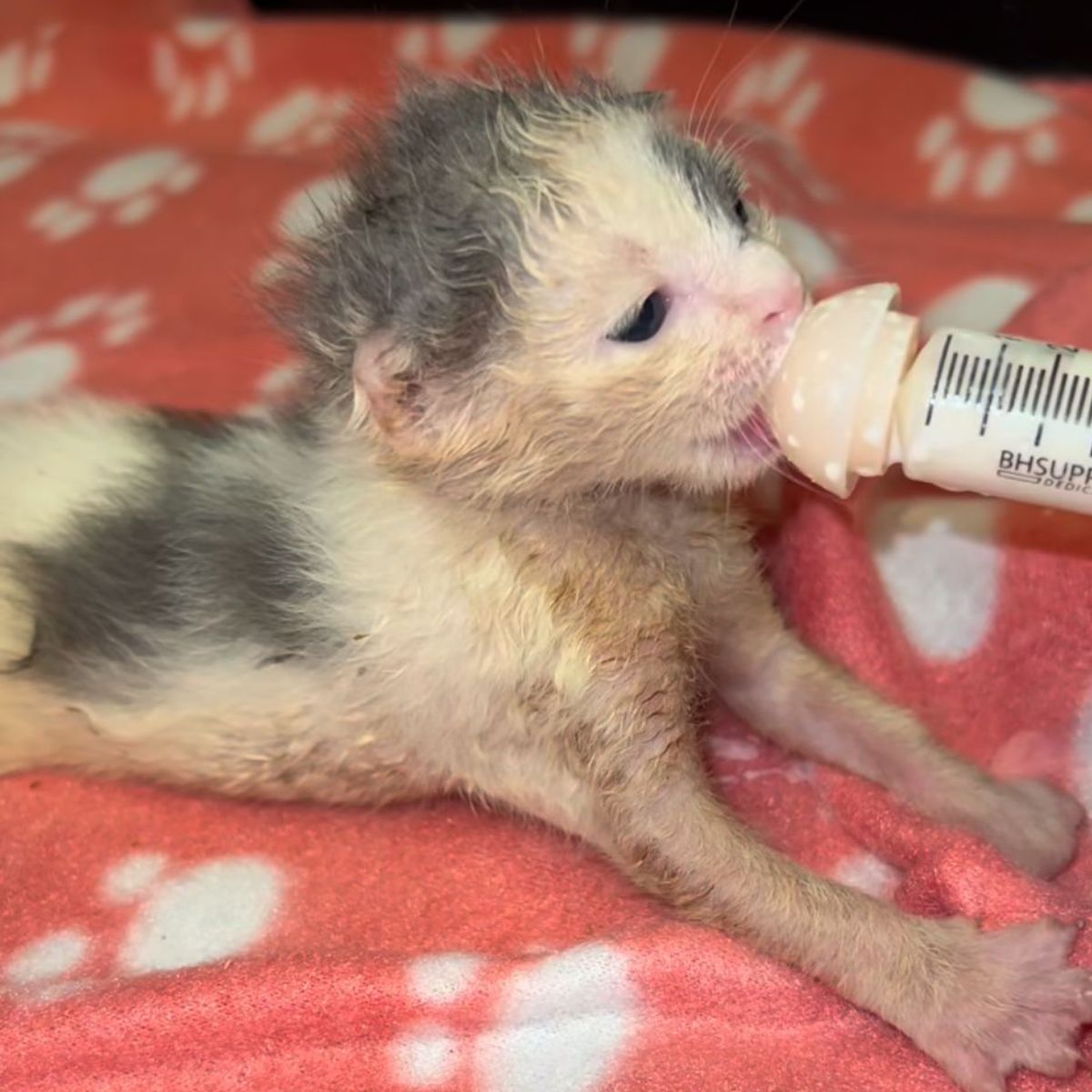 tiny kitten bottle fed