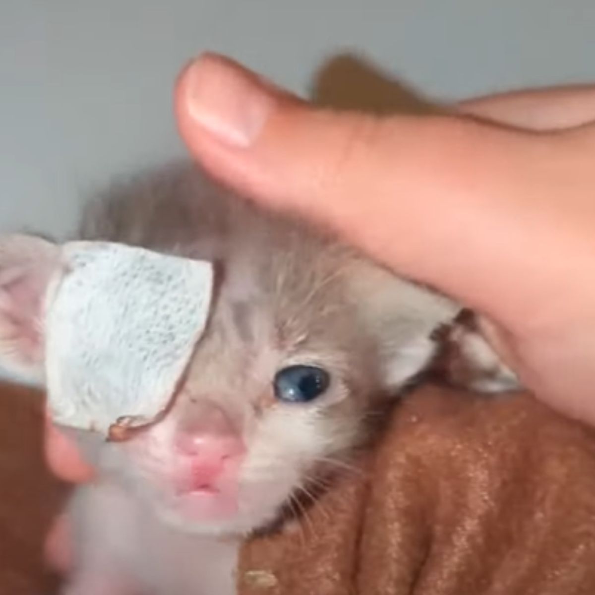 tiny kitten with injured eye