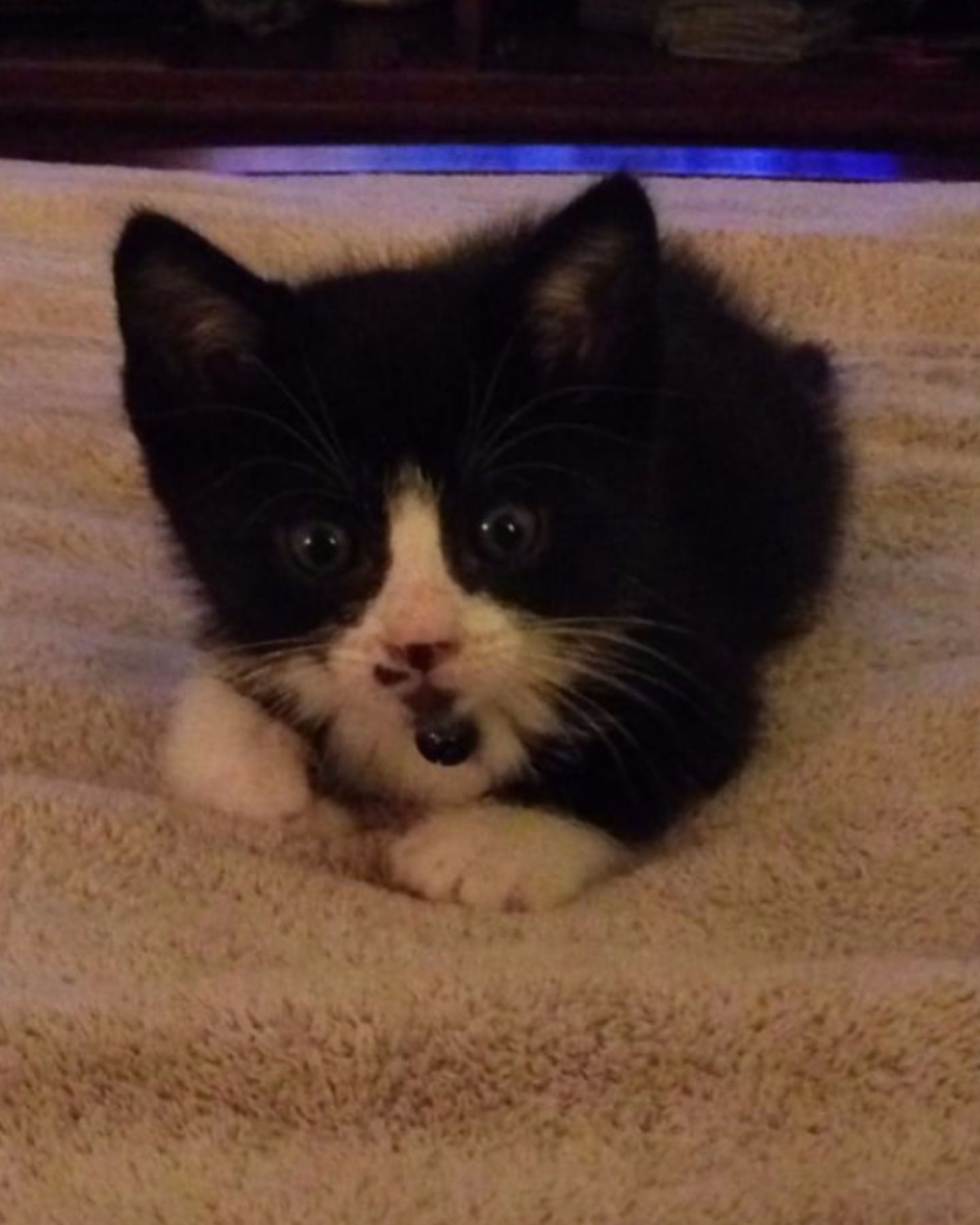 tiny tuxedo kitten