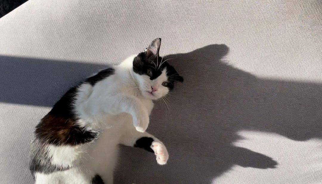 toothless nugget lying on floor