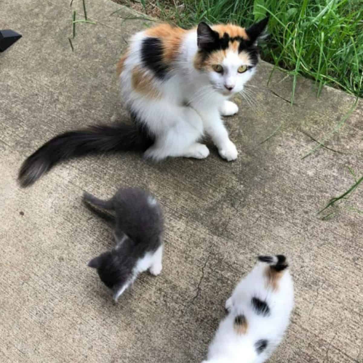 tricolor stray cat taking care of her kittens