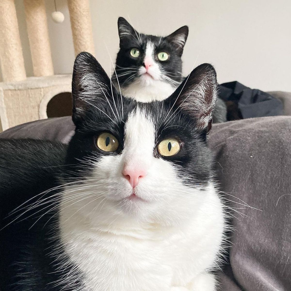 tuxedo cats looking at the camera