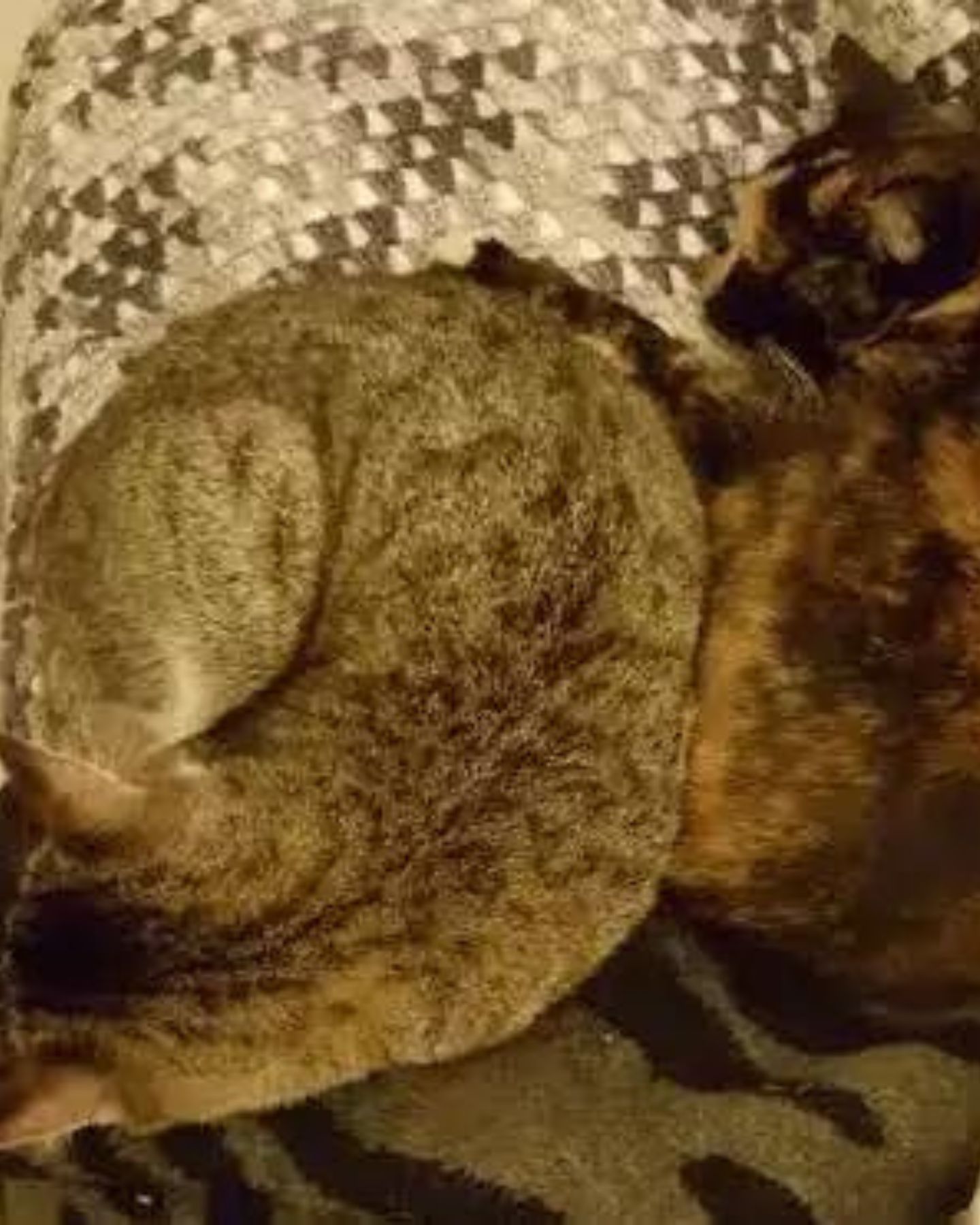 two adorable cats laying together