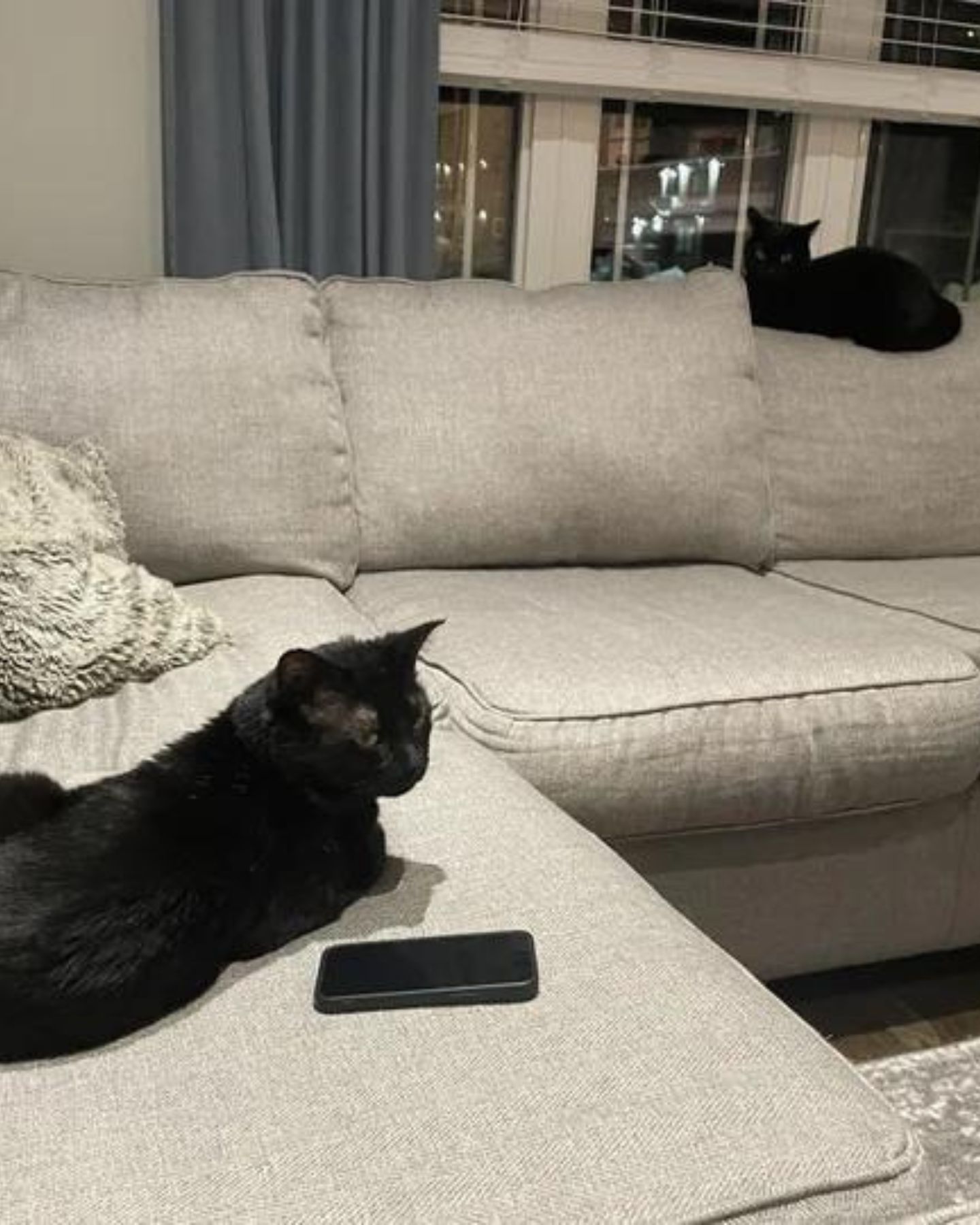 two black cats laying on a bed