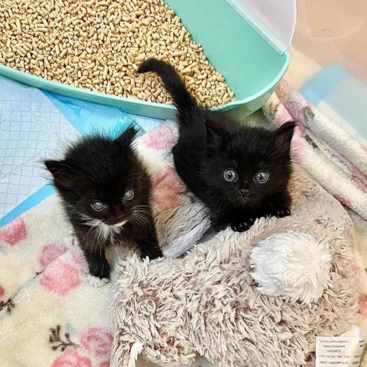 two black kittens