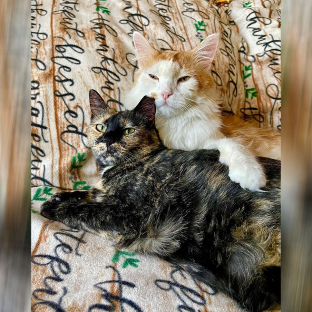 two cats are lying in each other's arms on the bed