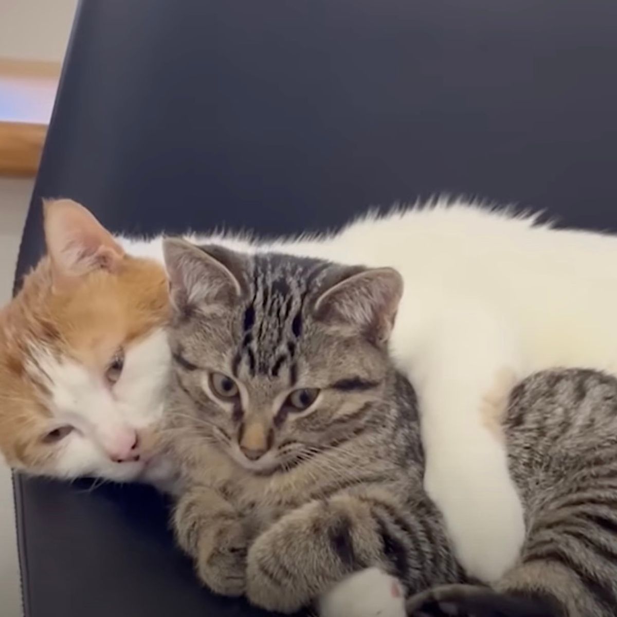 two cats cuddling