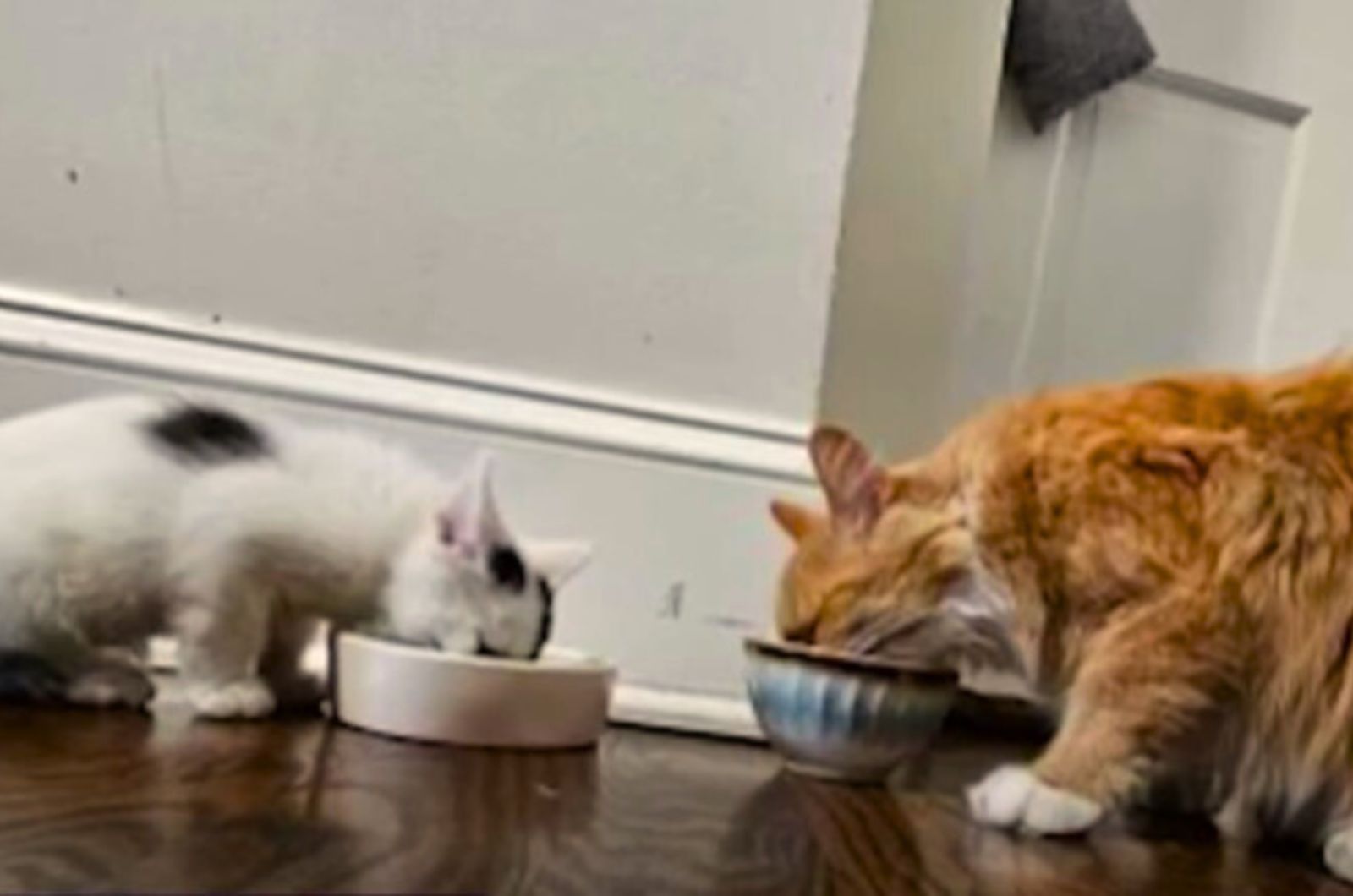 two cats eating from bowl