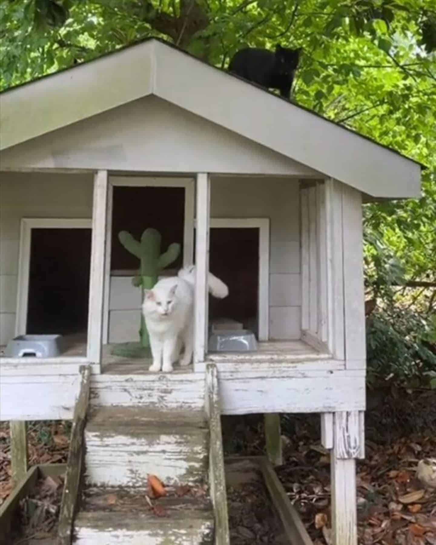 two cats in a wooden house