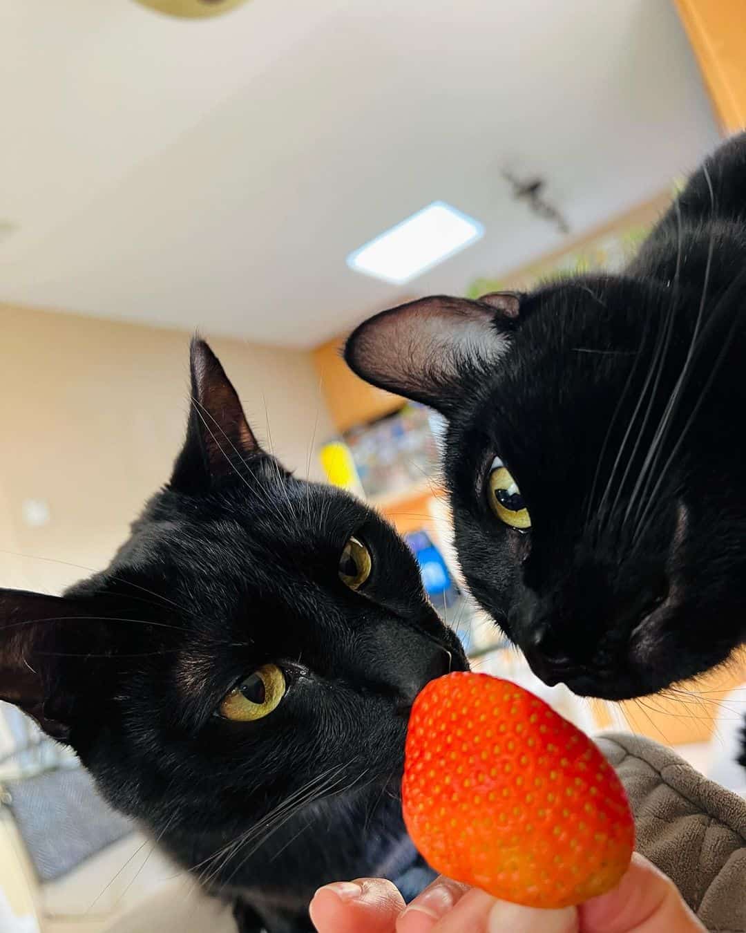 two cats looking at strawberry