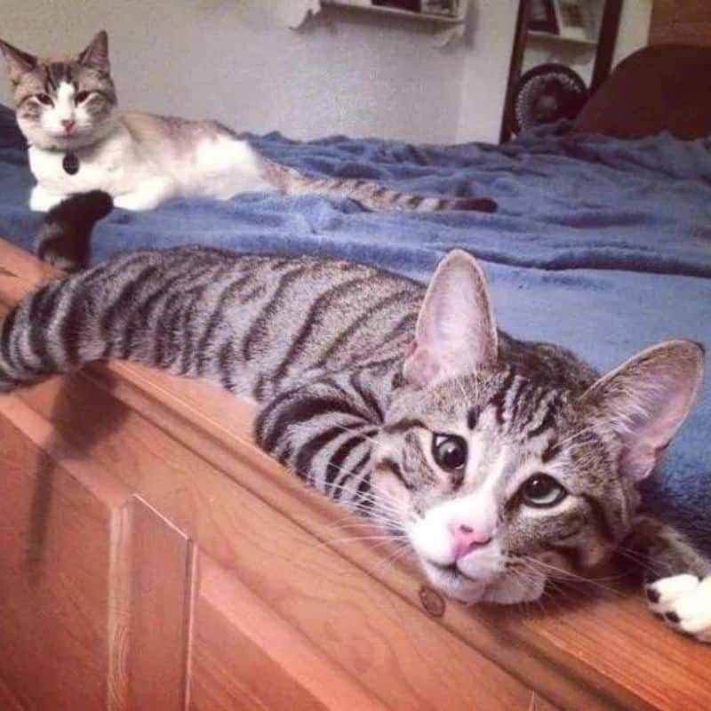 two cats lying on bed