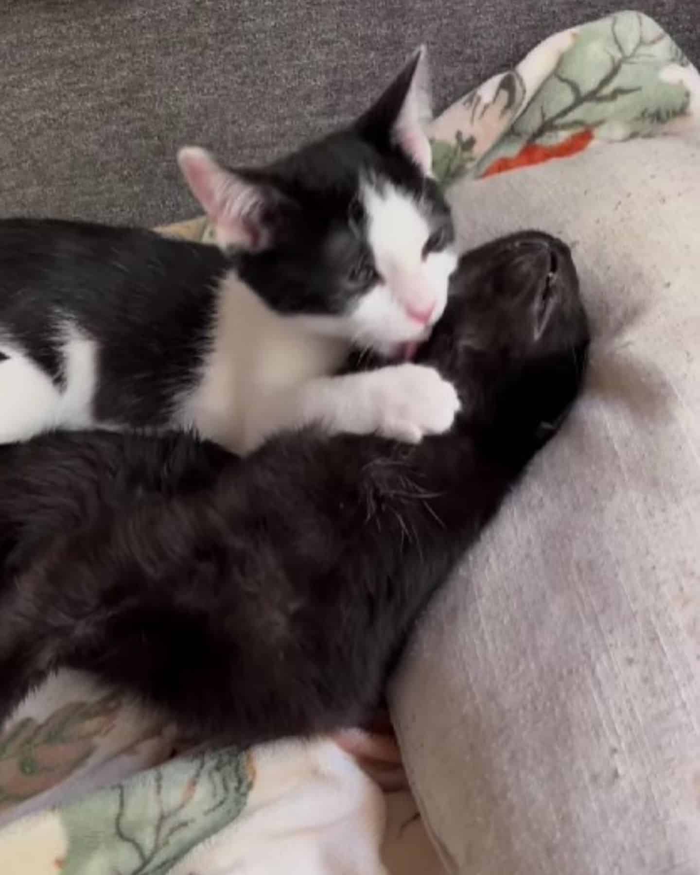 two cats lying on couch, cuddling