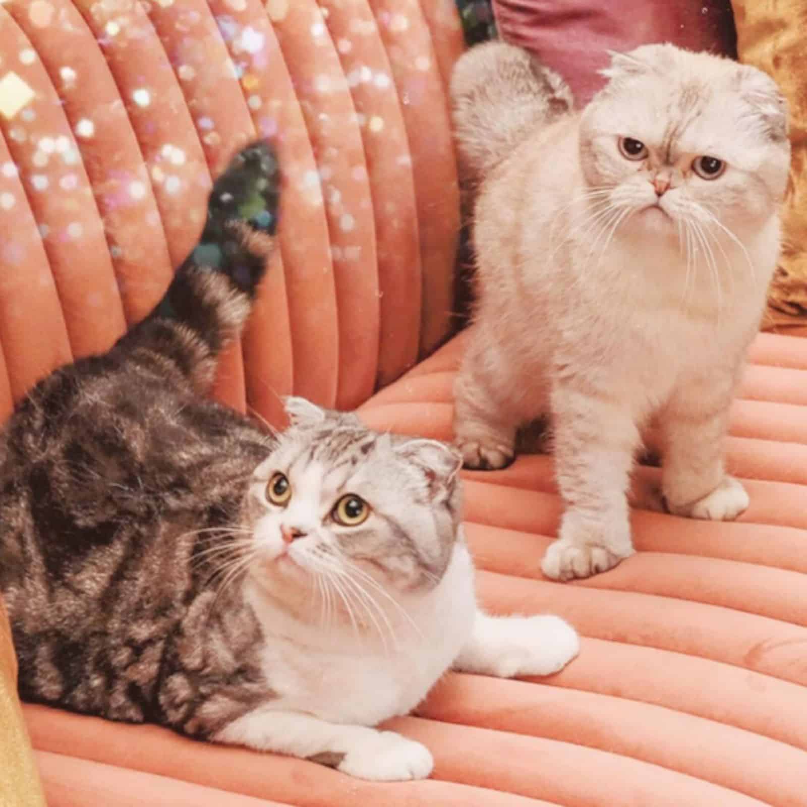 two cats on a pink sofa