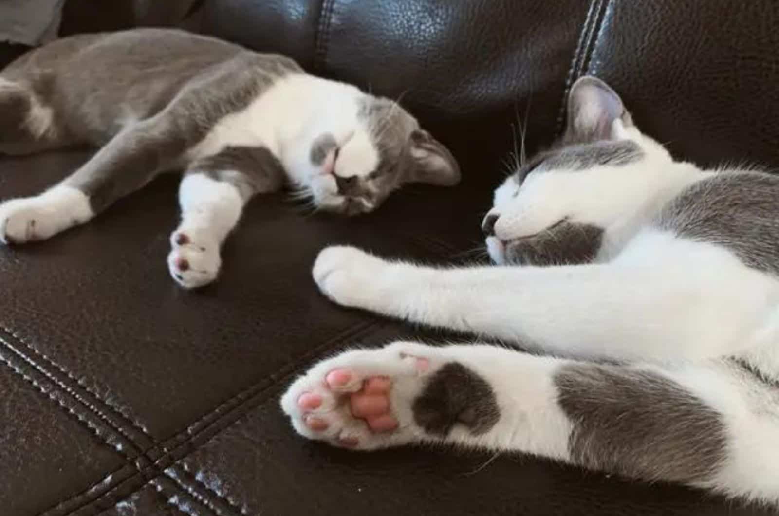 two cats sleeping on a couch