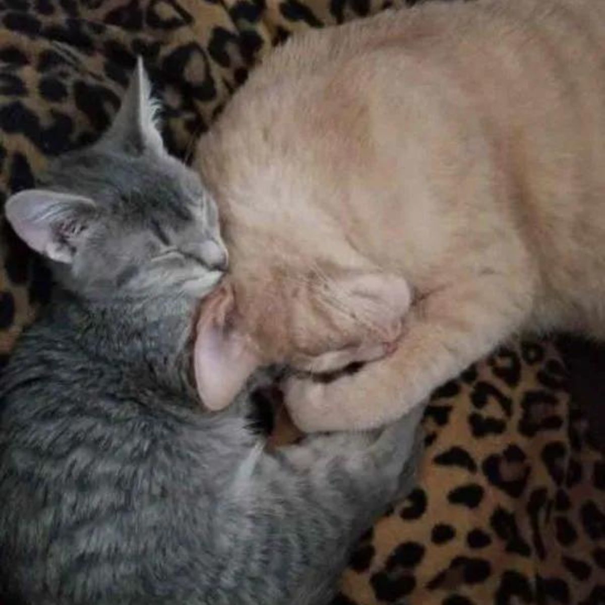 two cats sleeping