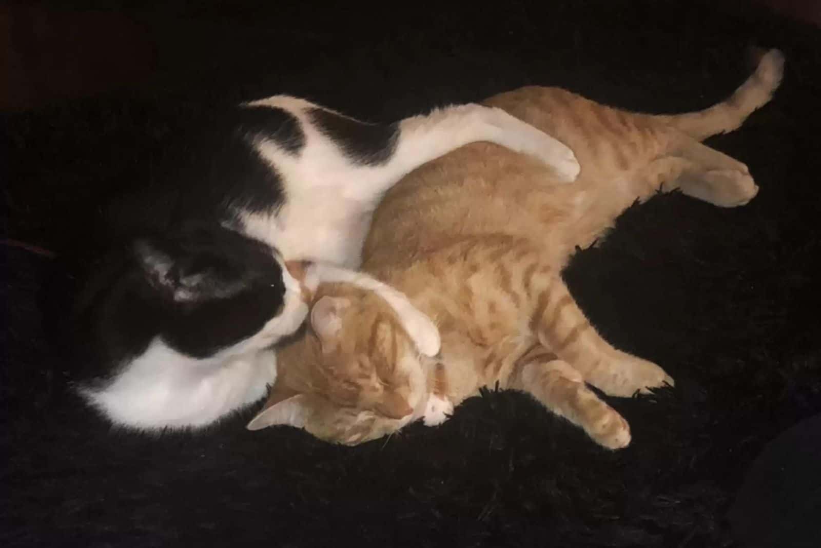 two cats snuggling