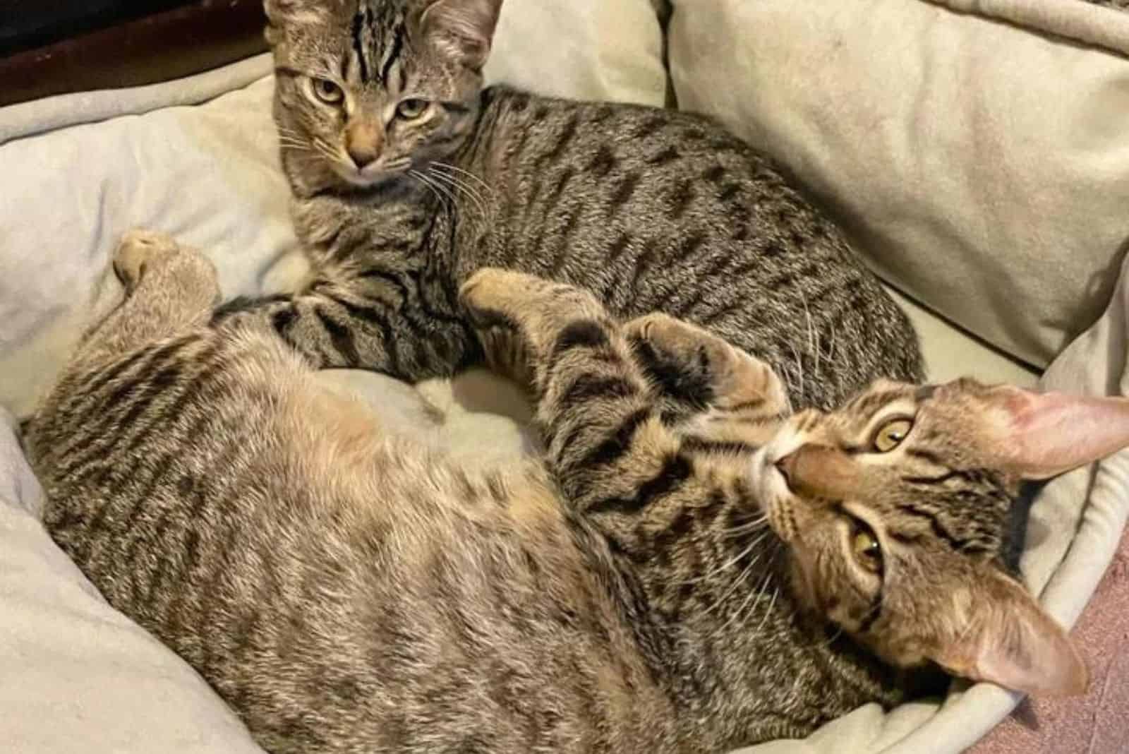 two colorful cats lie next to each other