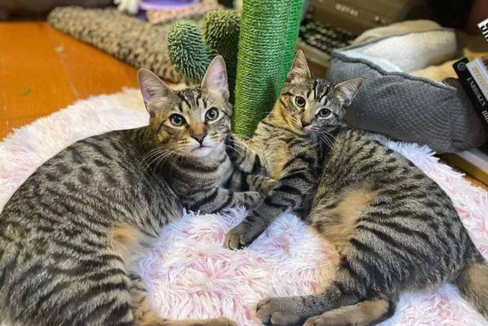 two cute cats are lying next to the scratching post