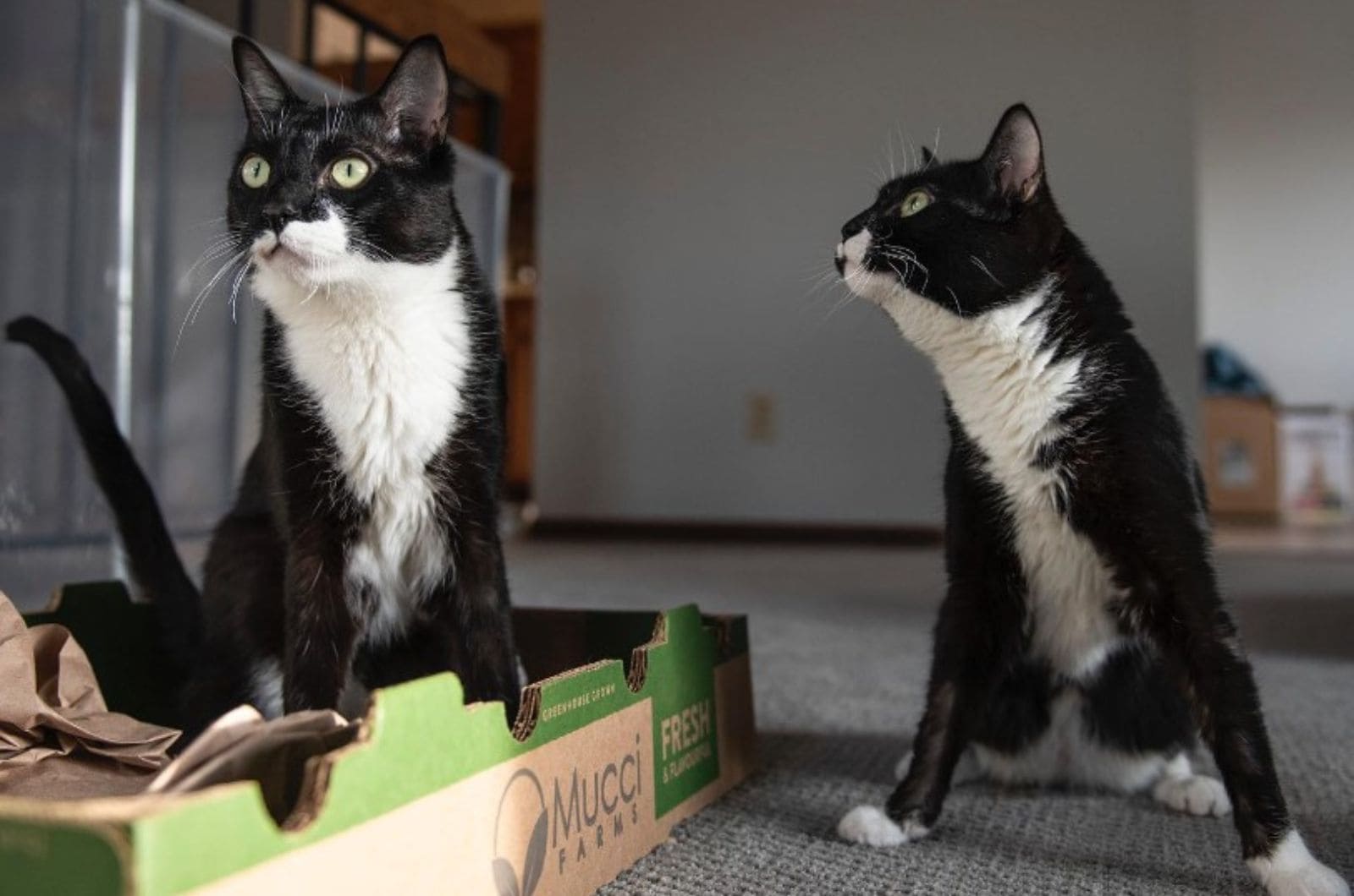 two cute cats sitting in the house