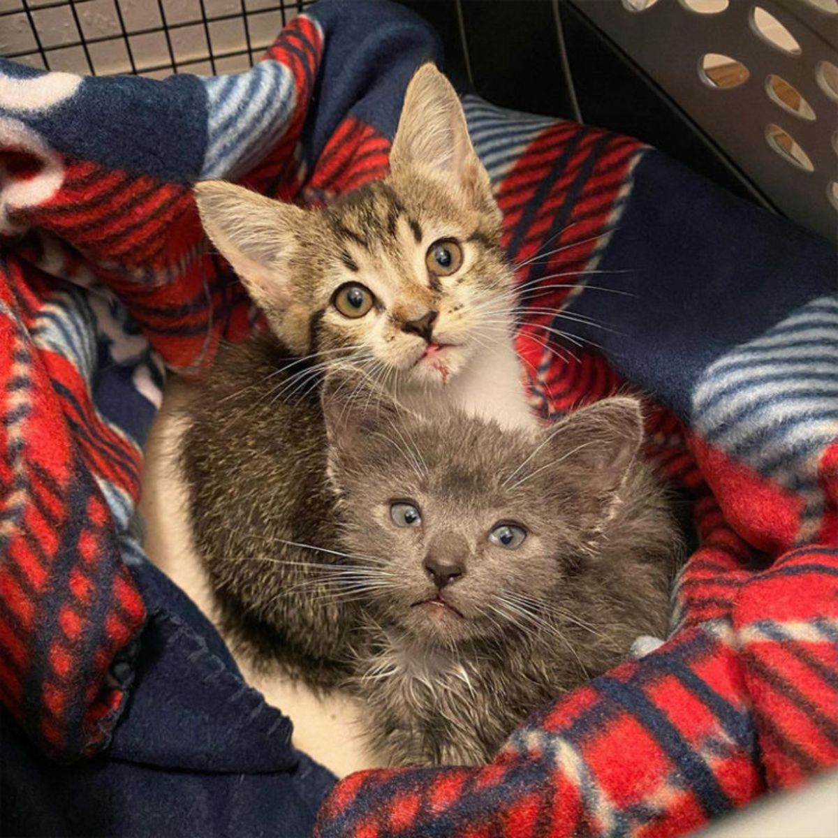 two cute kittens laying in the box