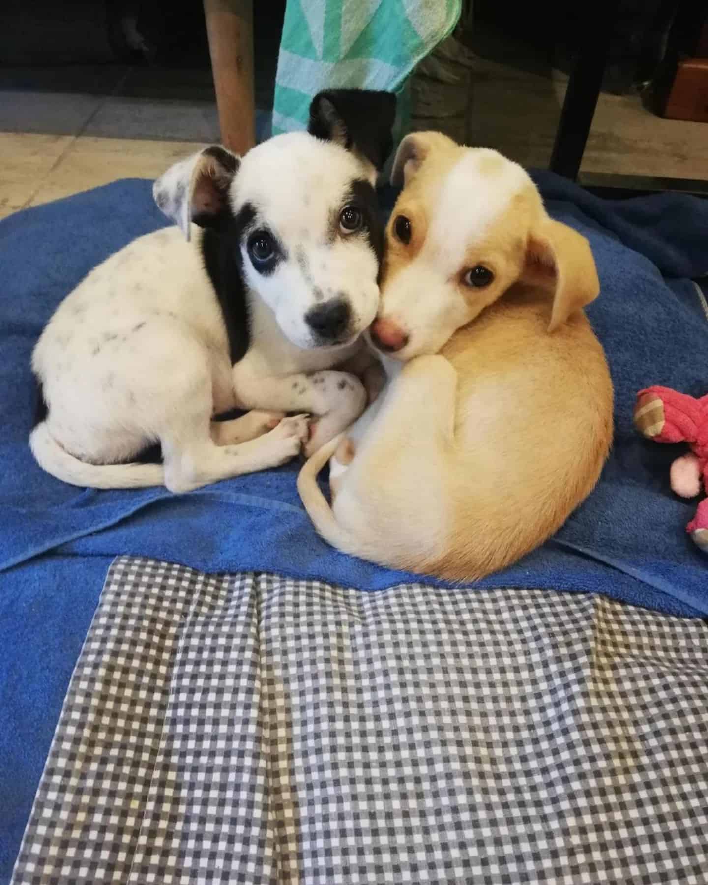 two cute puppies are lying on the towel, hugging each other