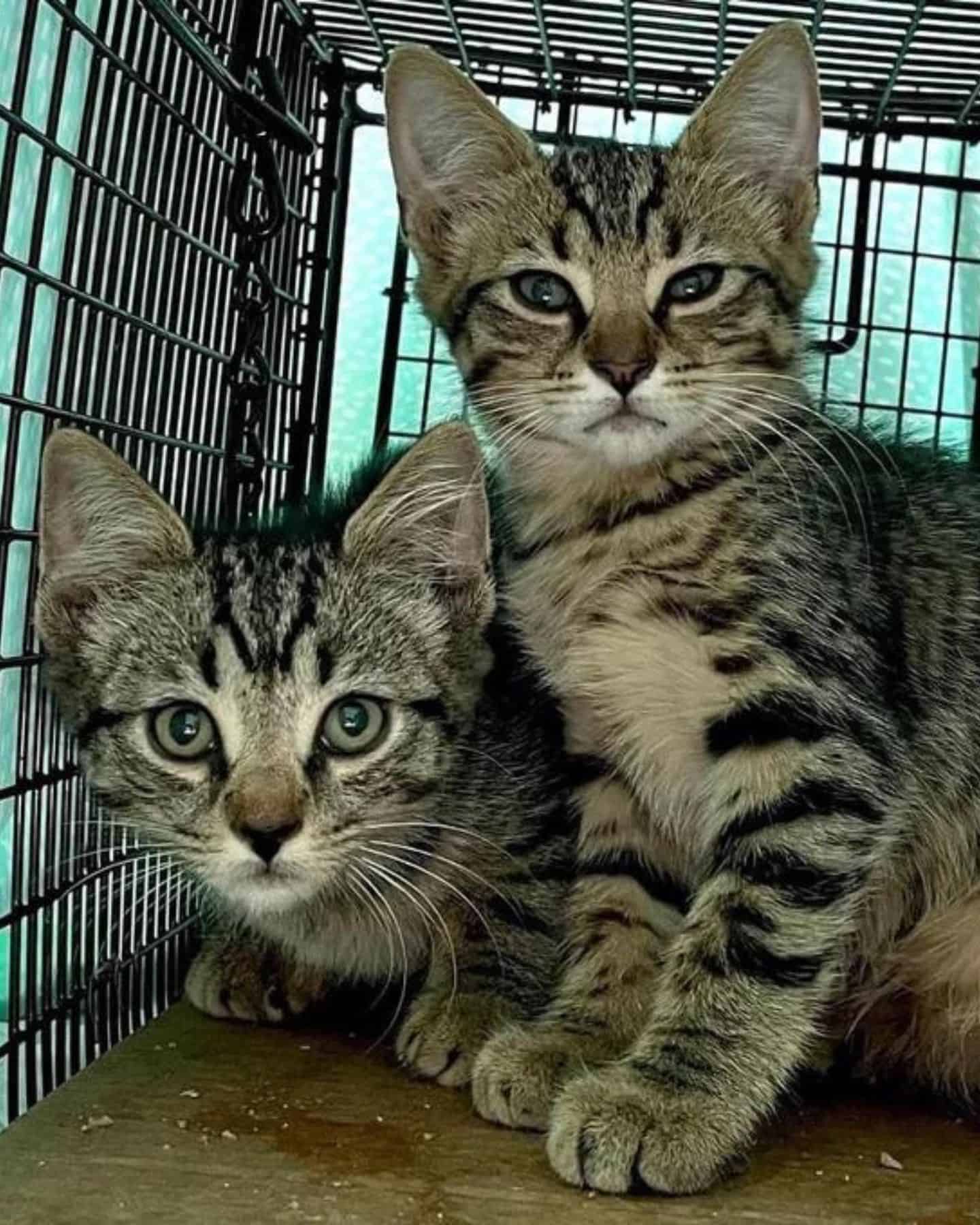 two cute twin kittens in a cage