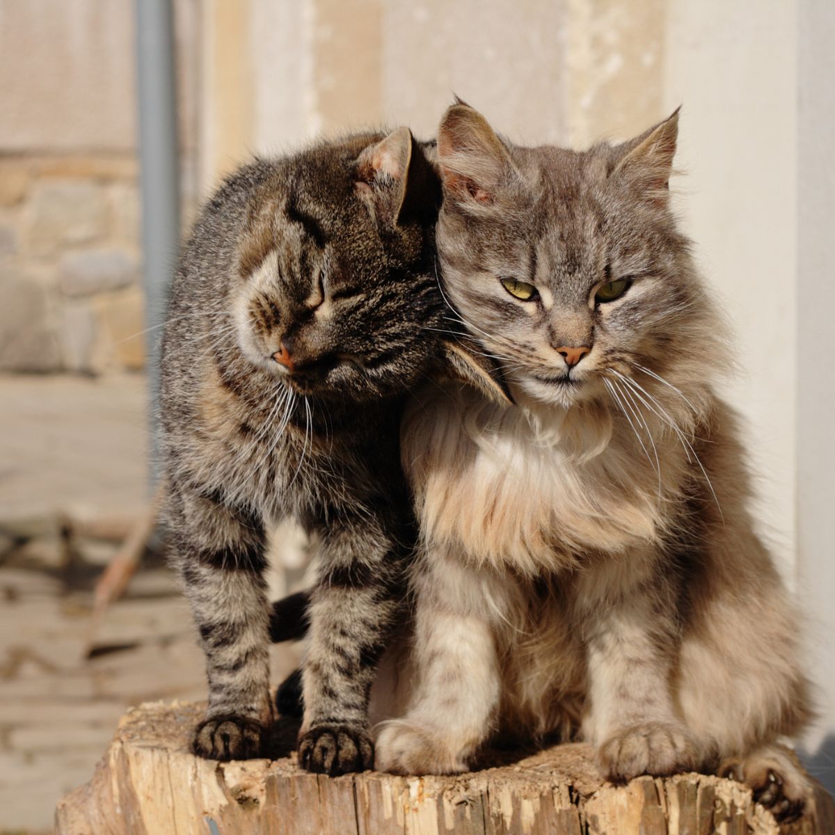 two gray cats cuddling