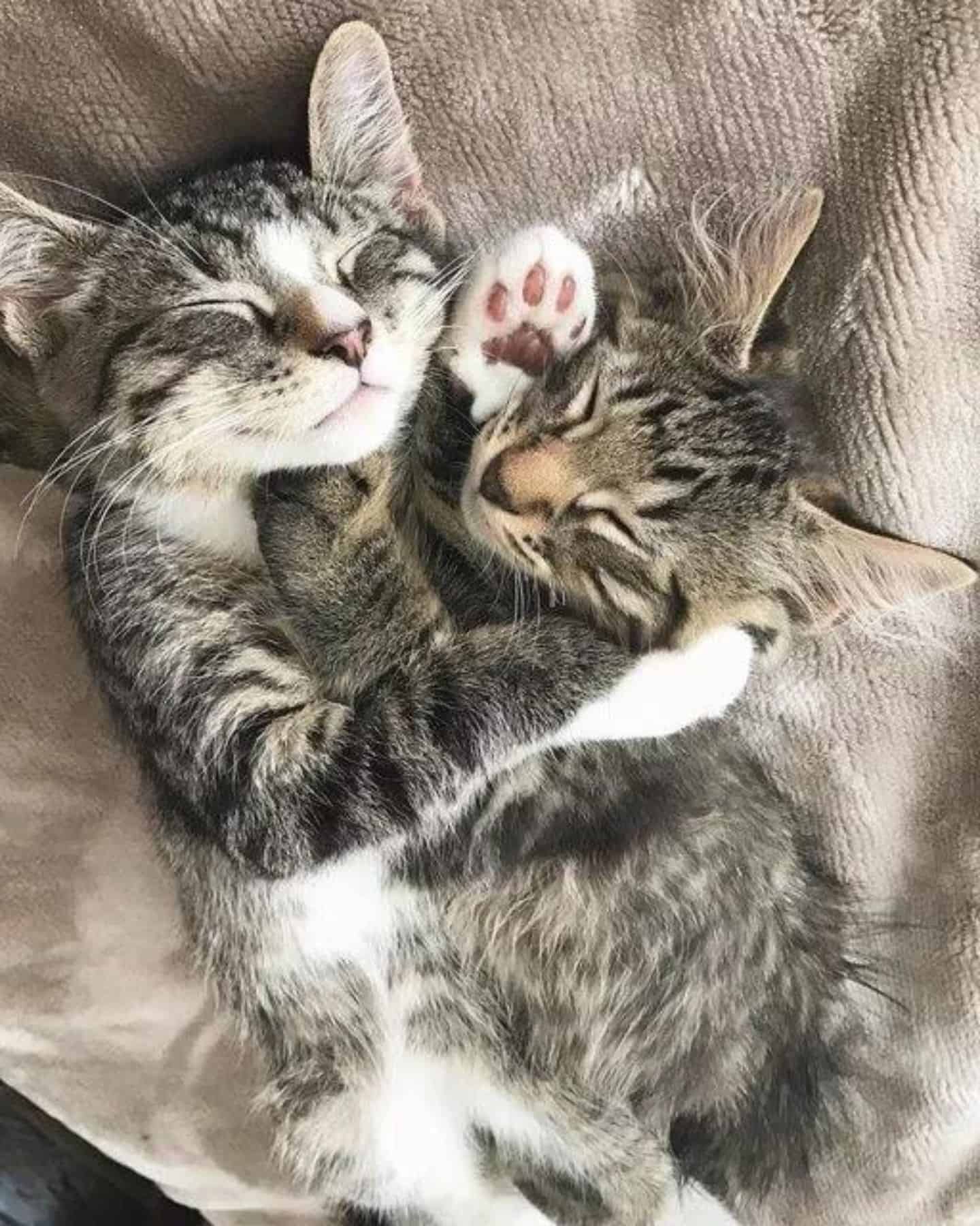 two kittens cuddling