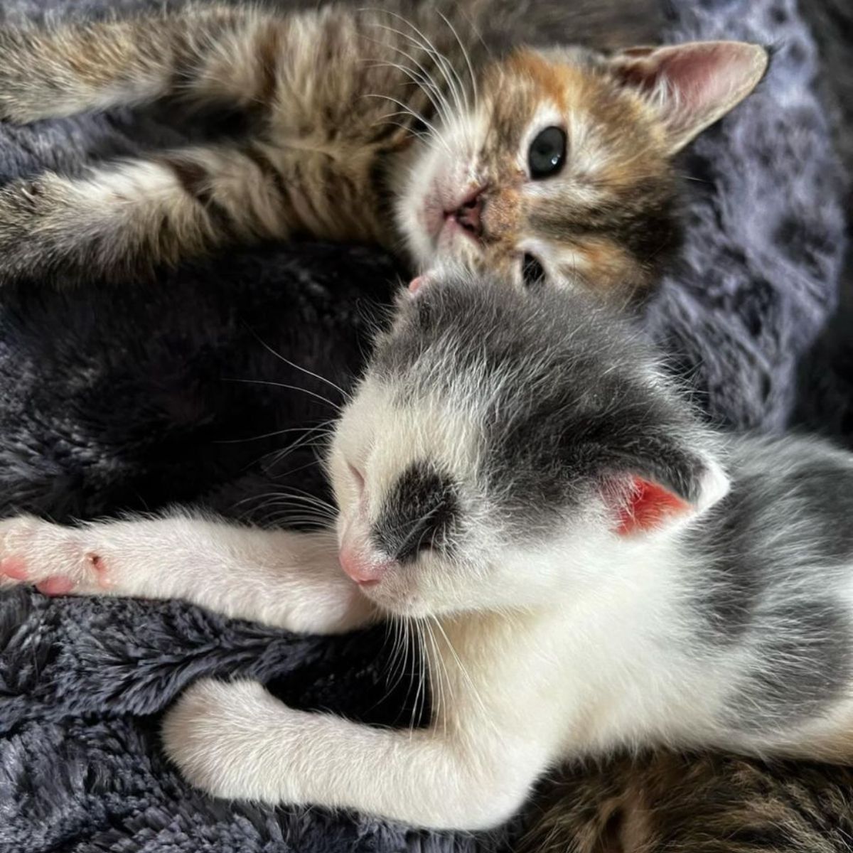 two kittens lying together