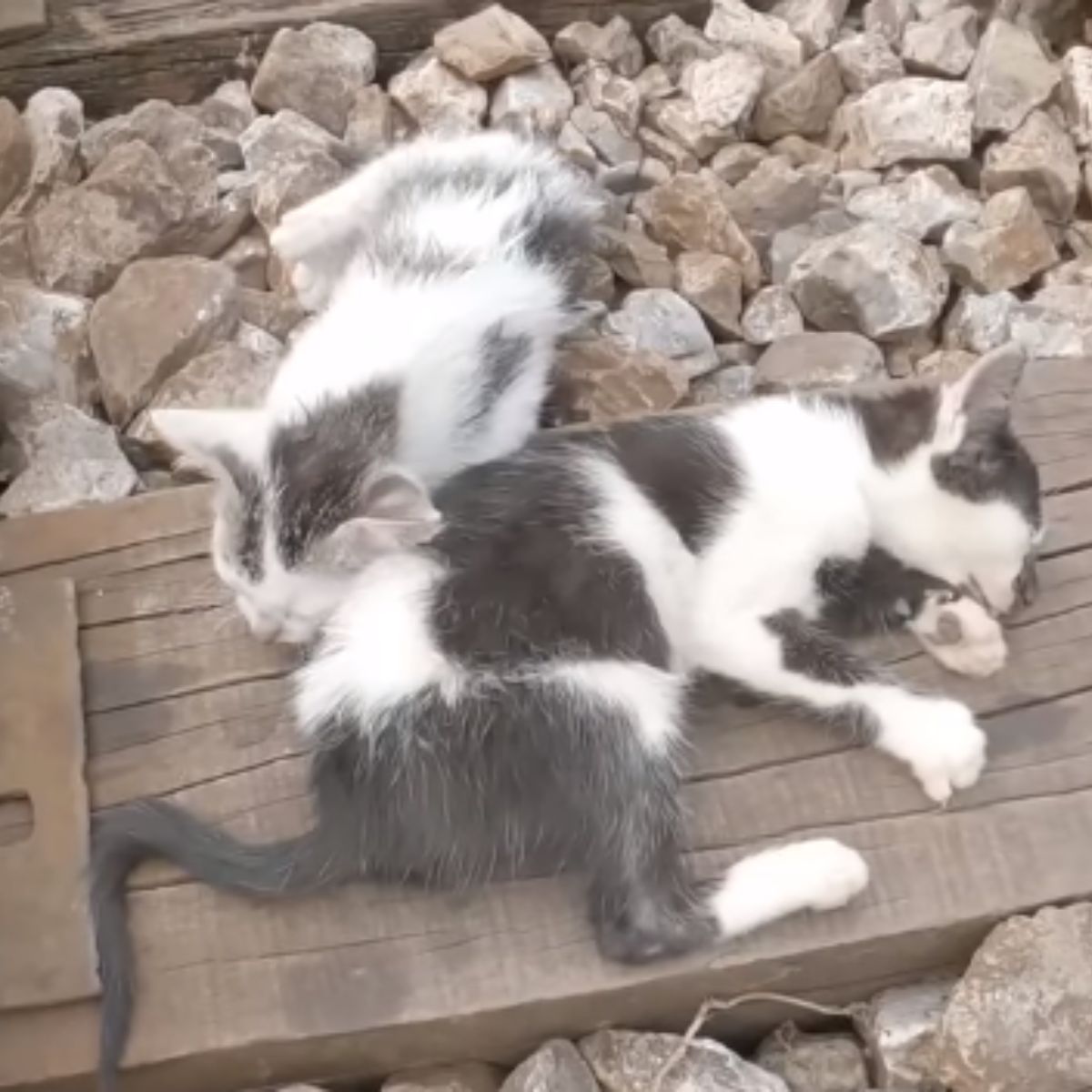 two kittens on railroad