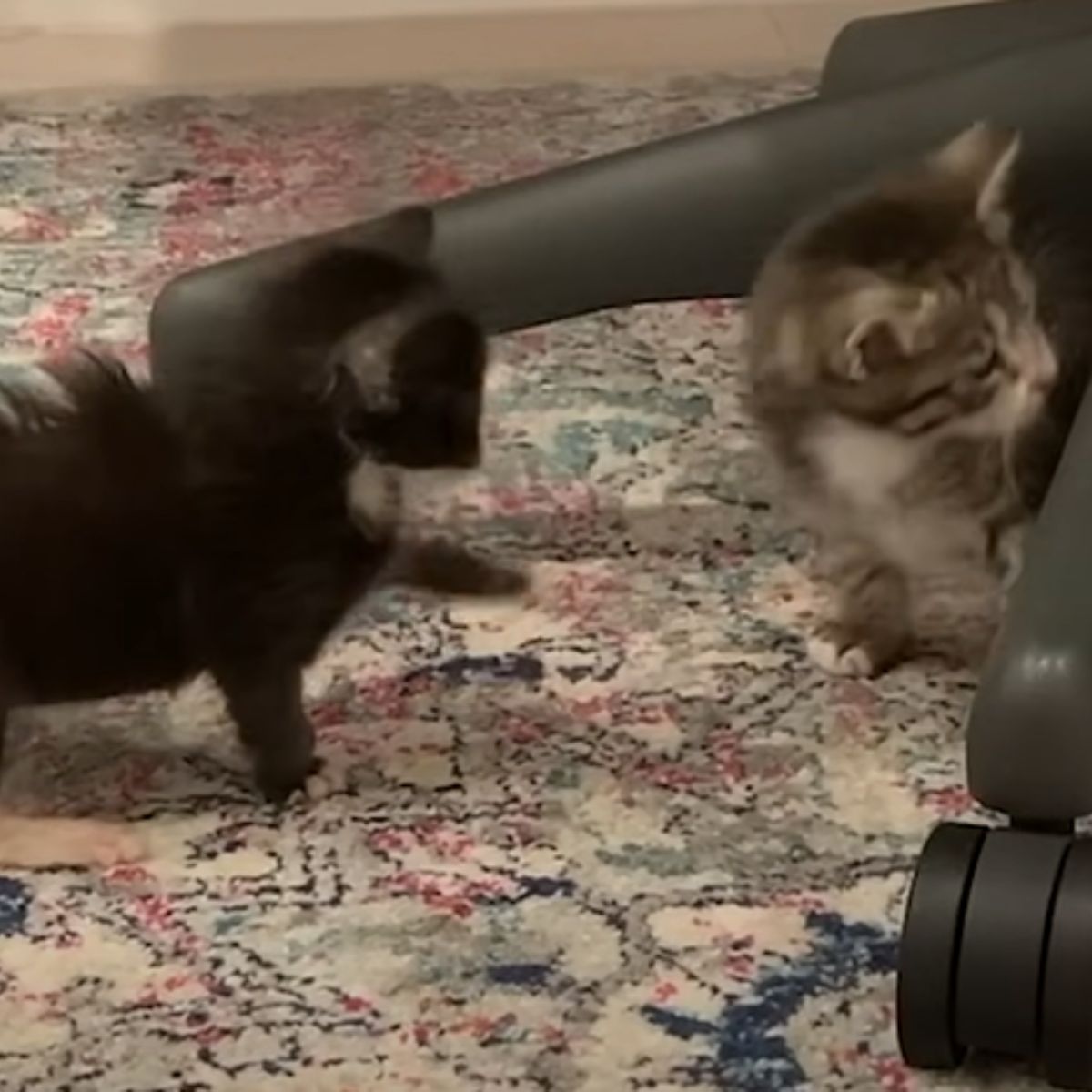 two kittens playing