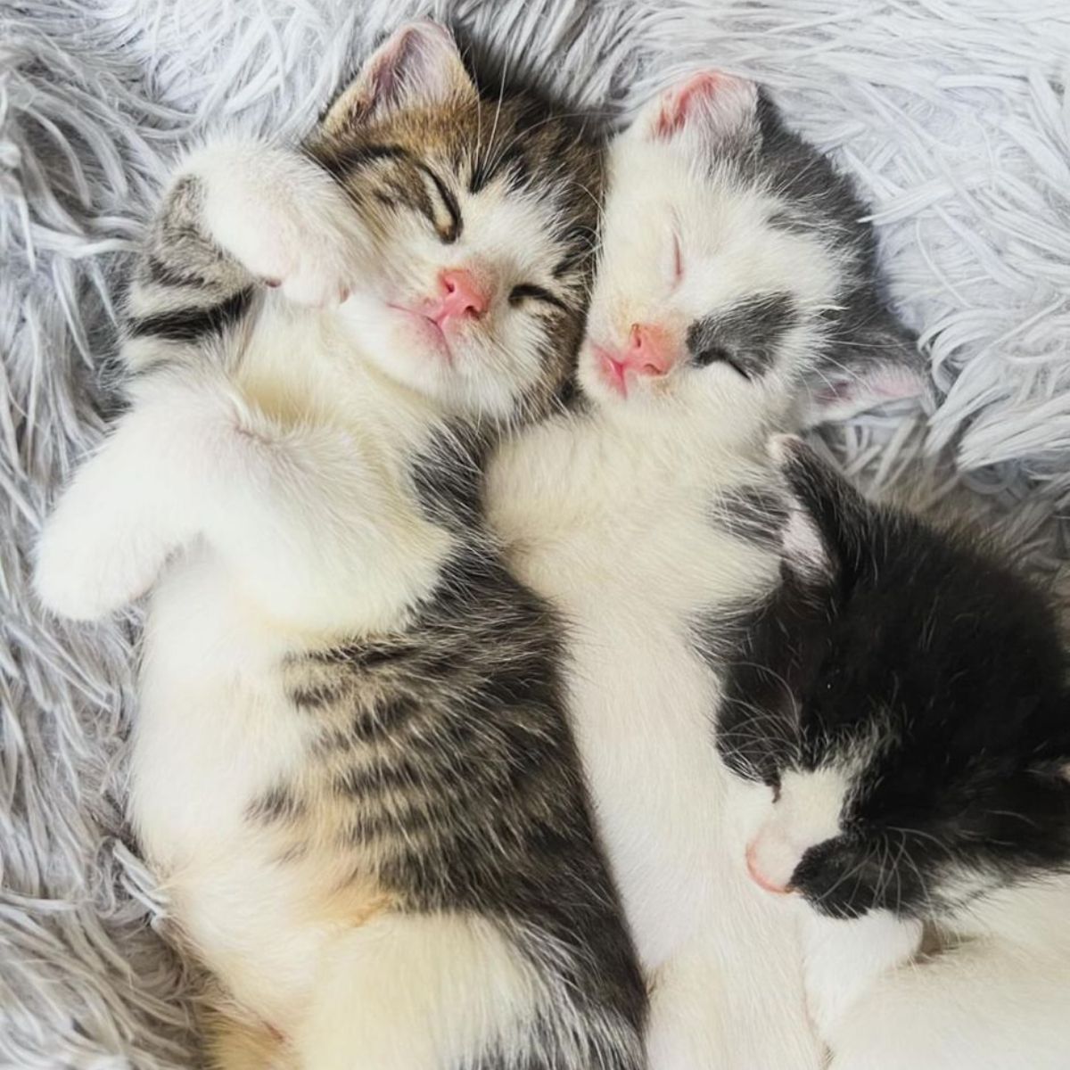 two kittens sleeping