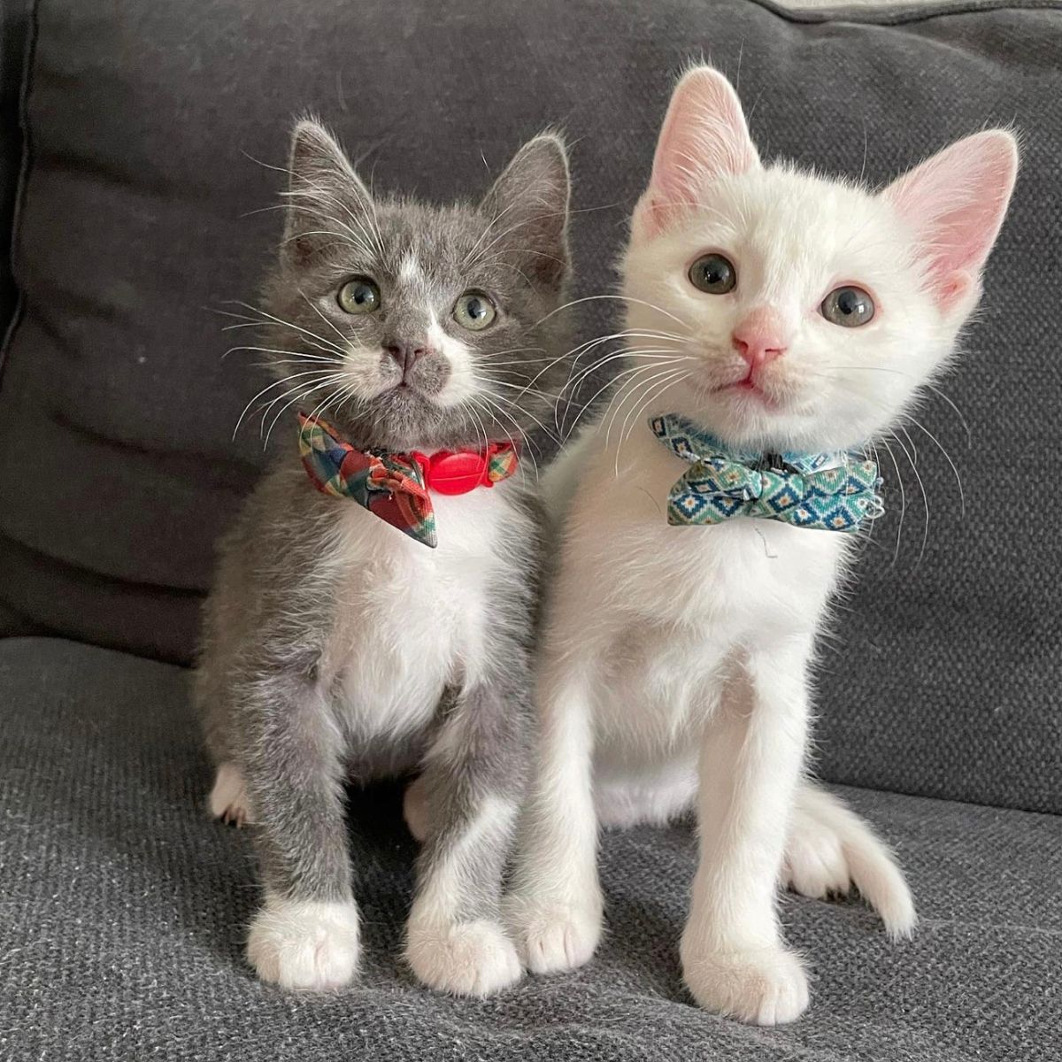 two kittens waering bowties