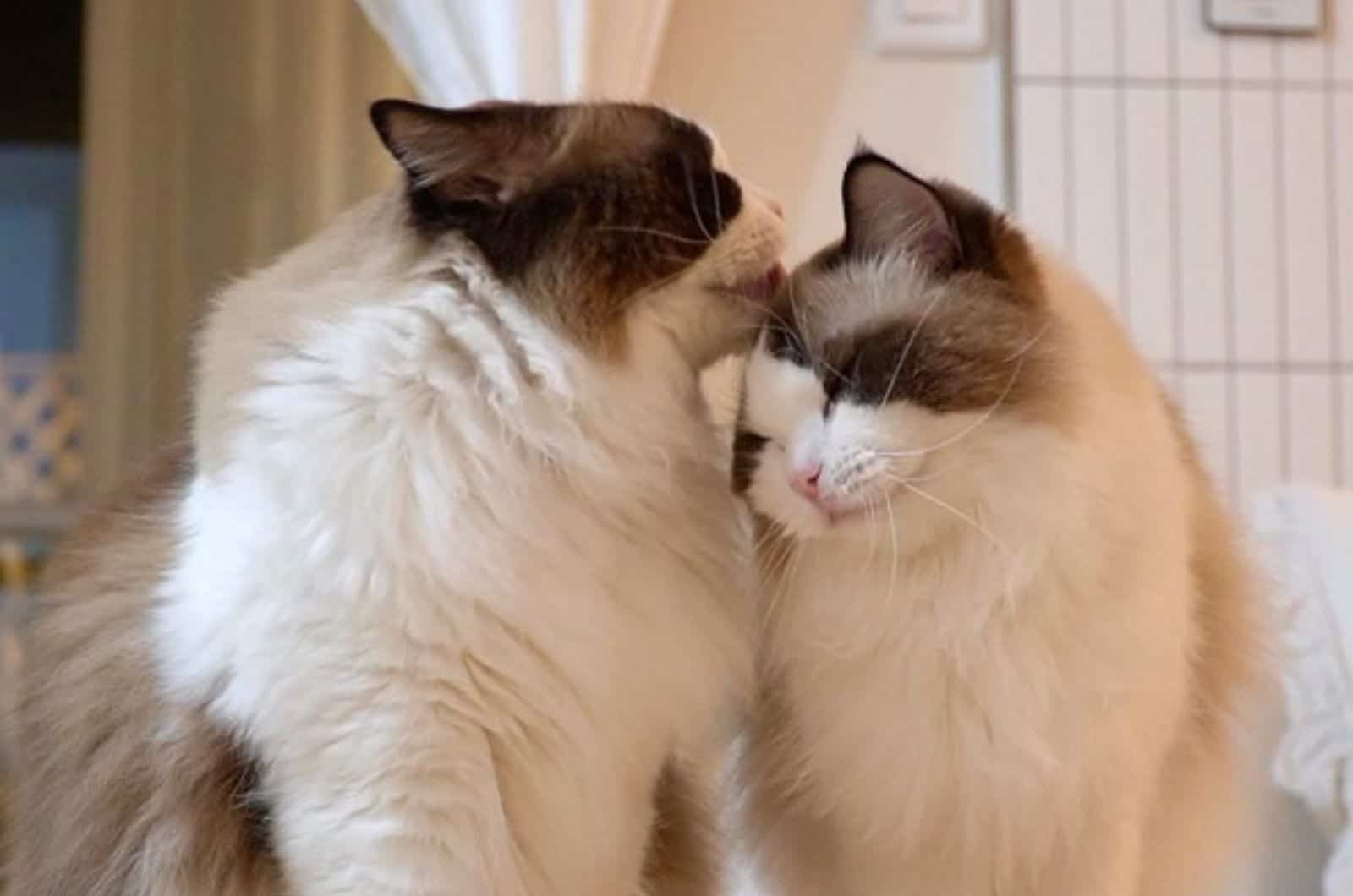 two ragdoll cats