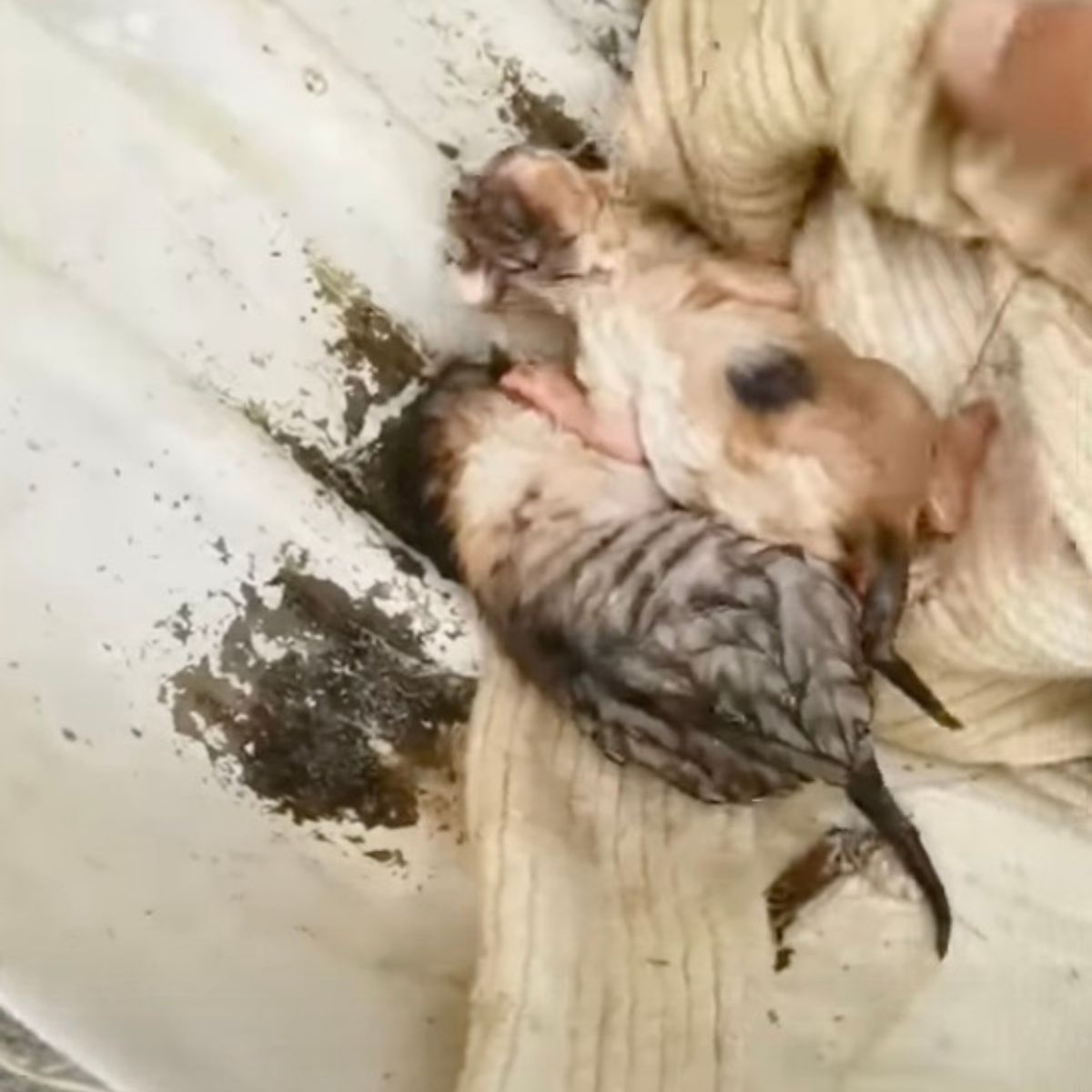 two sweet newborn kittens