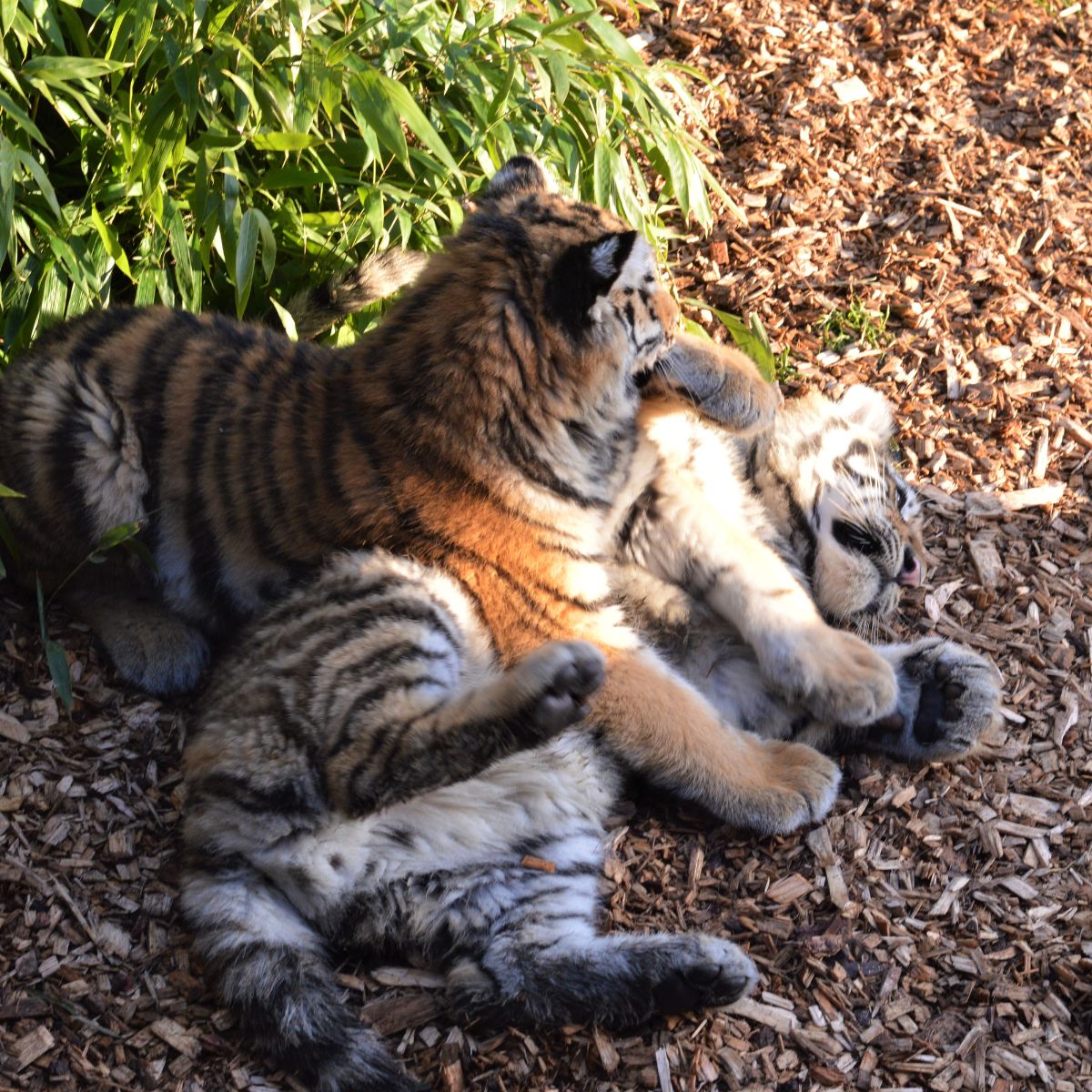 two tiger cubs